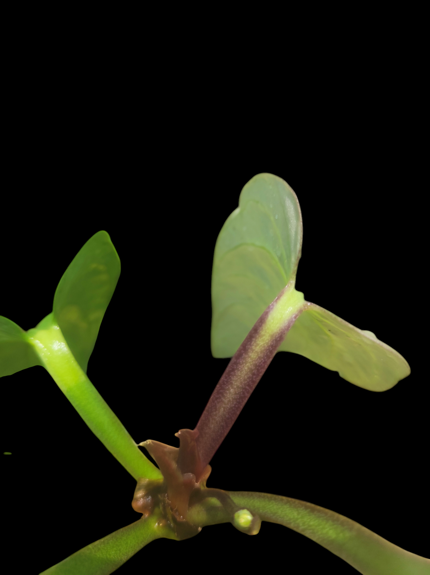Anthurium pulcachense "Slim form"