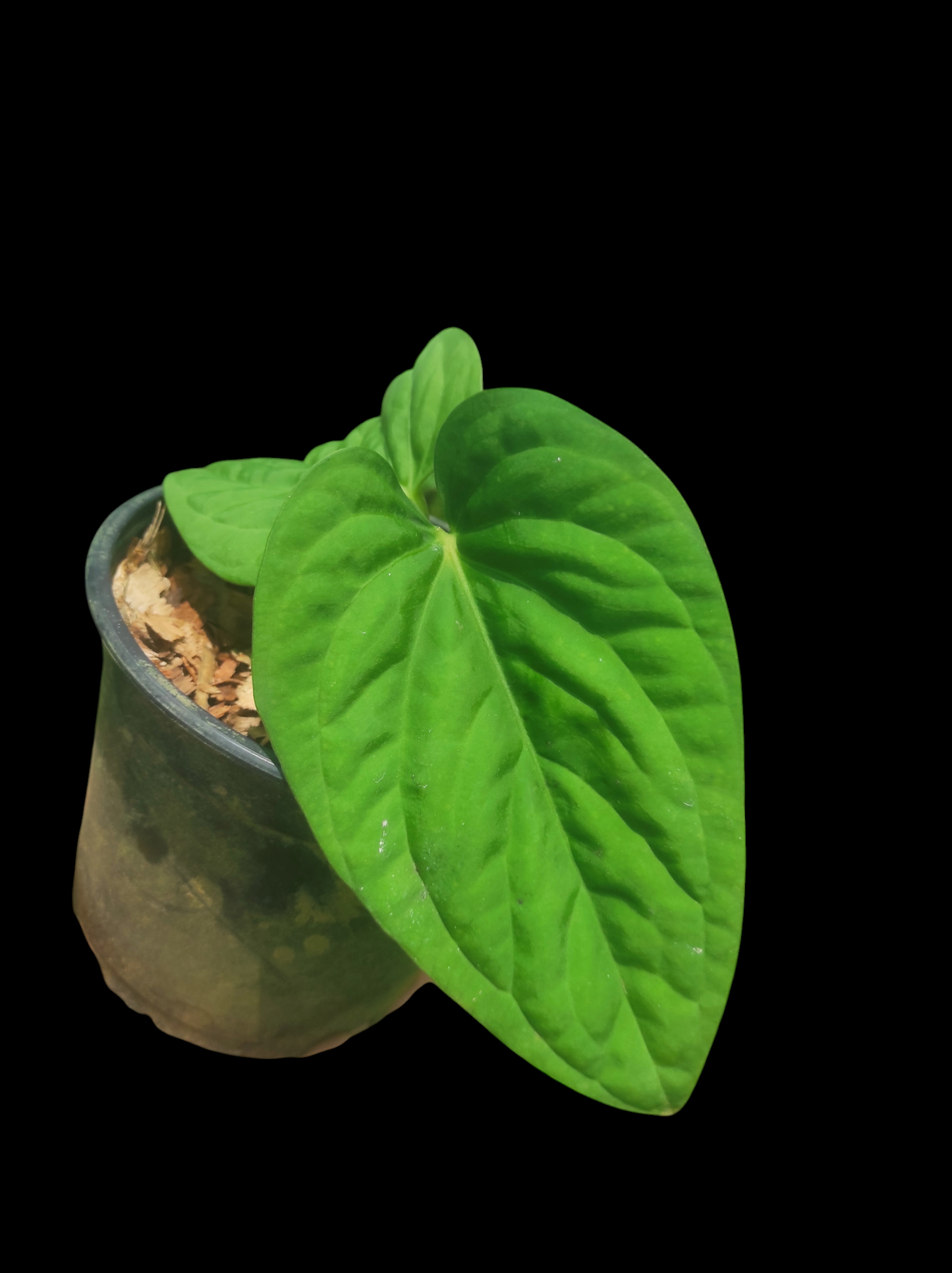 Anthurium pulcachense "Bullate leaves"