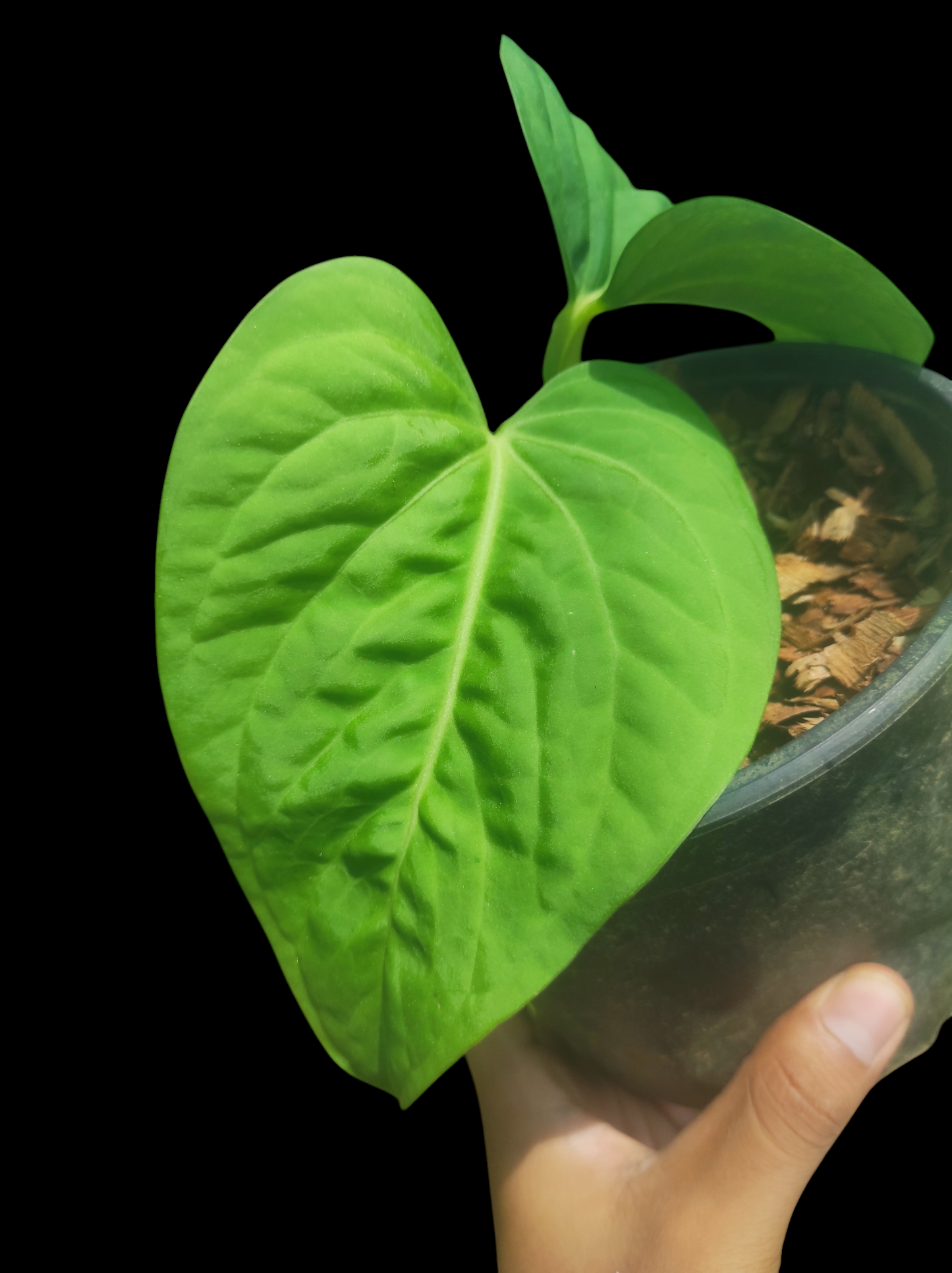 Anthurium pulcachense "Bullate leaves"