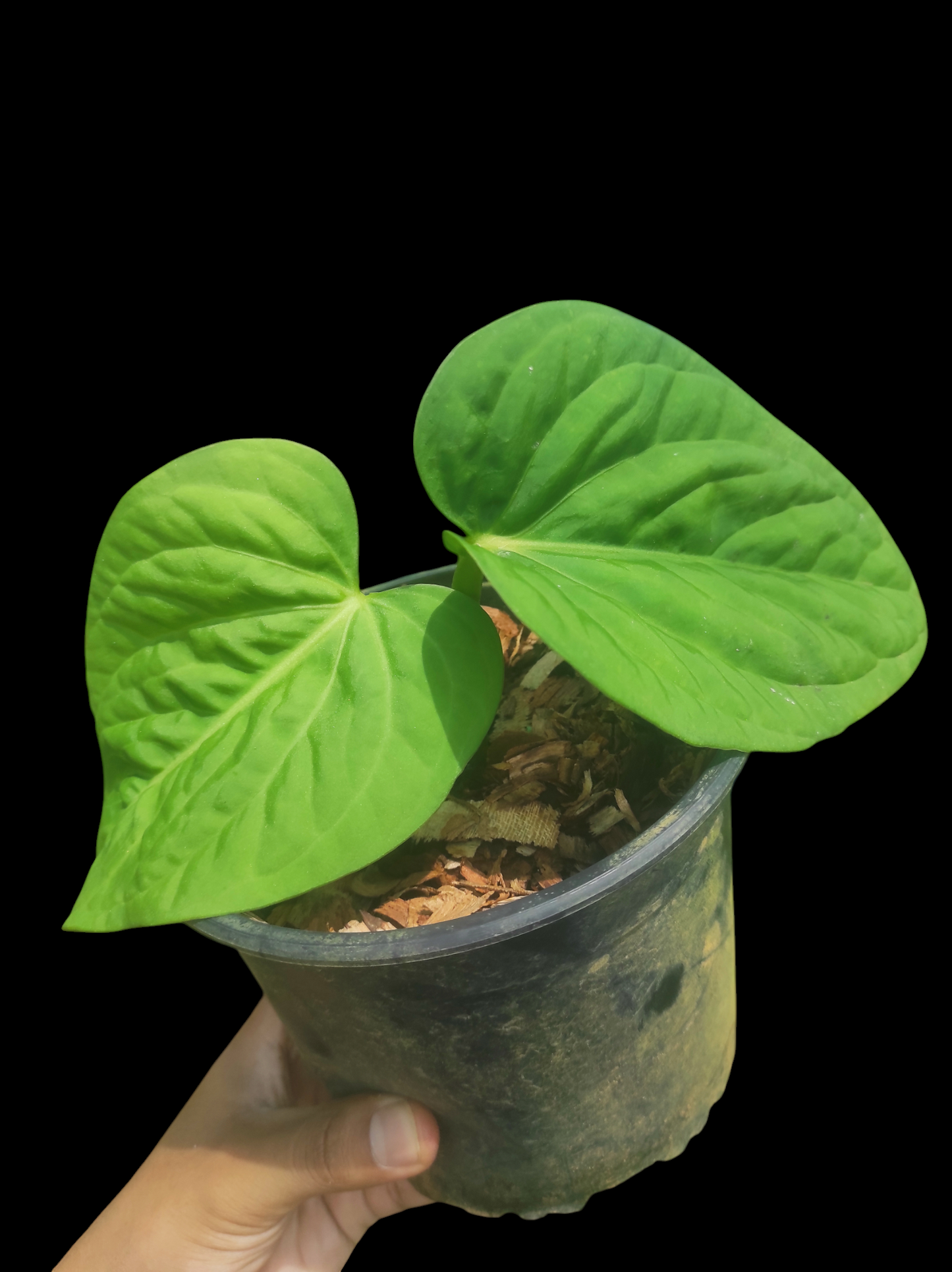 Anthurium pulcachense "Bullate leaves"