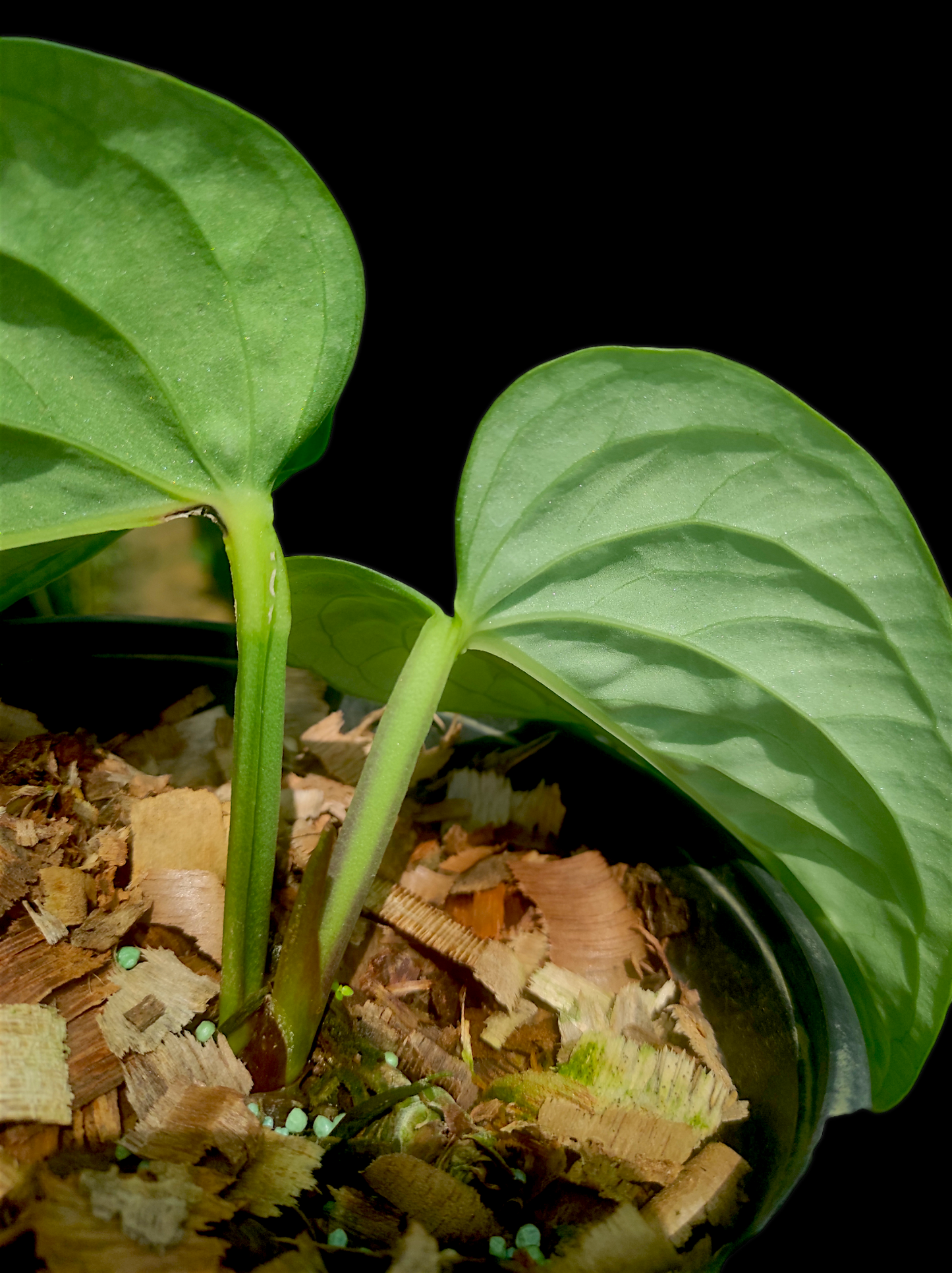 Anthurium pulcachense "Bullate leaves"