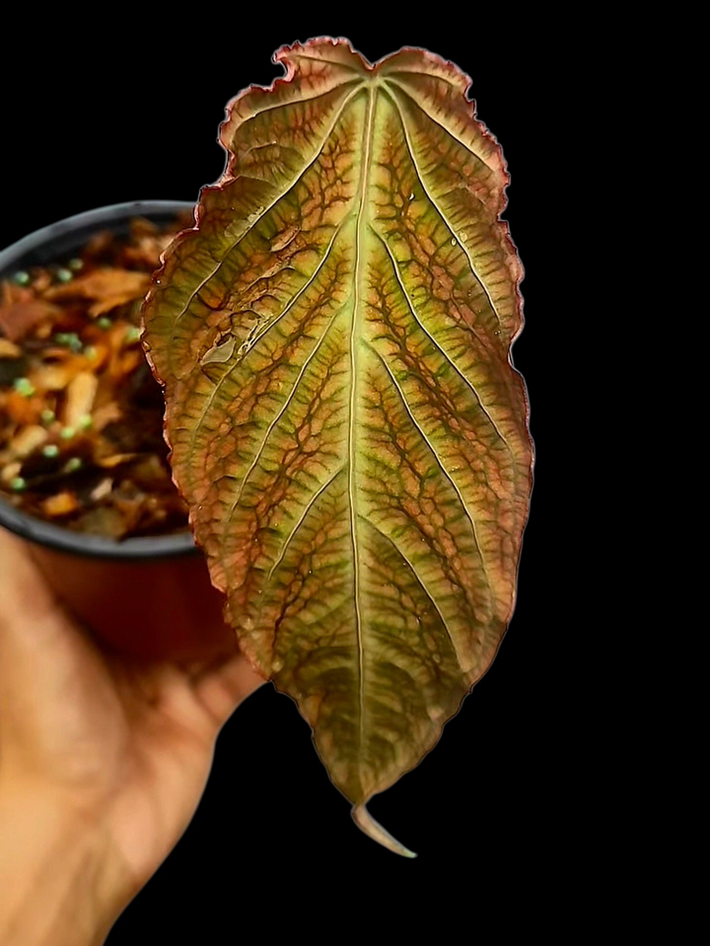 Anthurium sp. 'Andinum Lattice Crispus' Special Phenotype (EXACT PLANT)