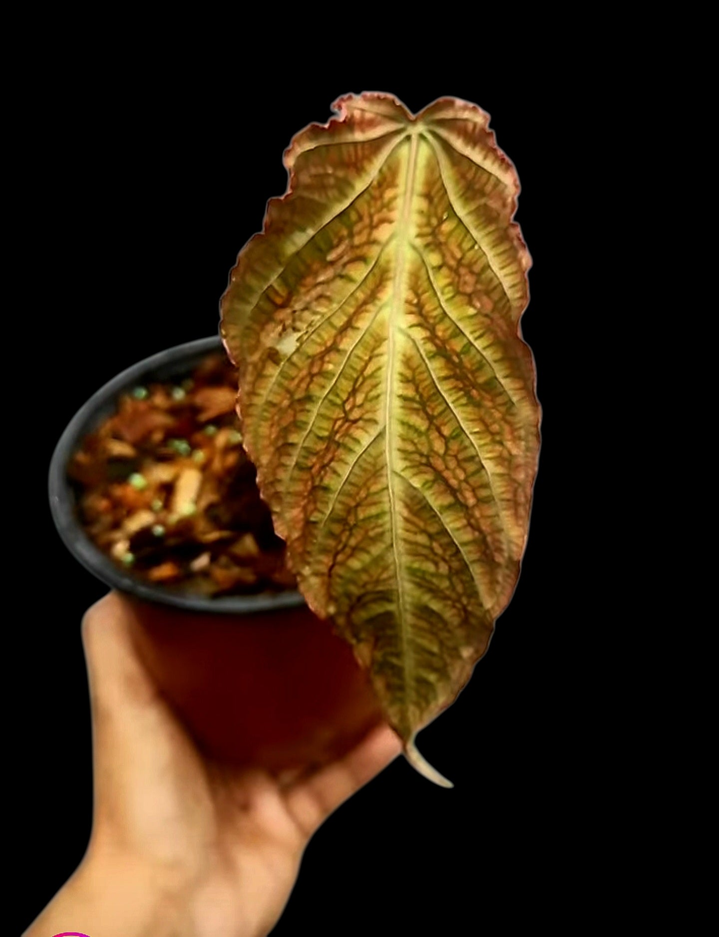 Anthurium sp. 'Andinum Lattice Crispus' Special Phenotype (EXACT PLANT)