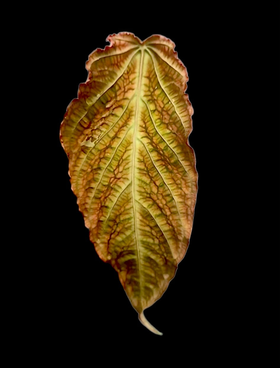 Anthurium sp. 'Andinum Lattice Crispus' Special Phenotype (EXACT PLANT)