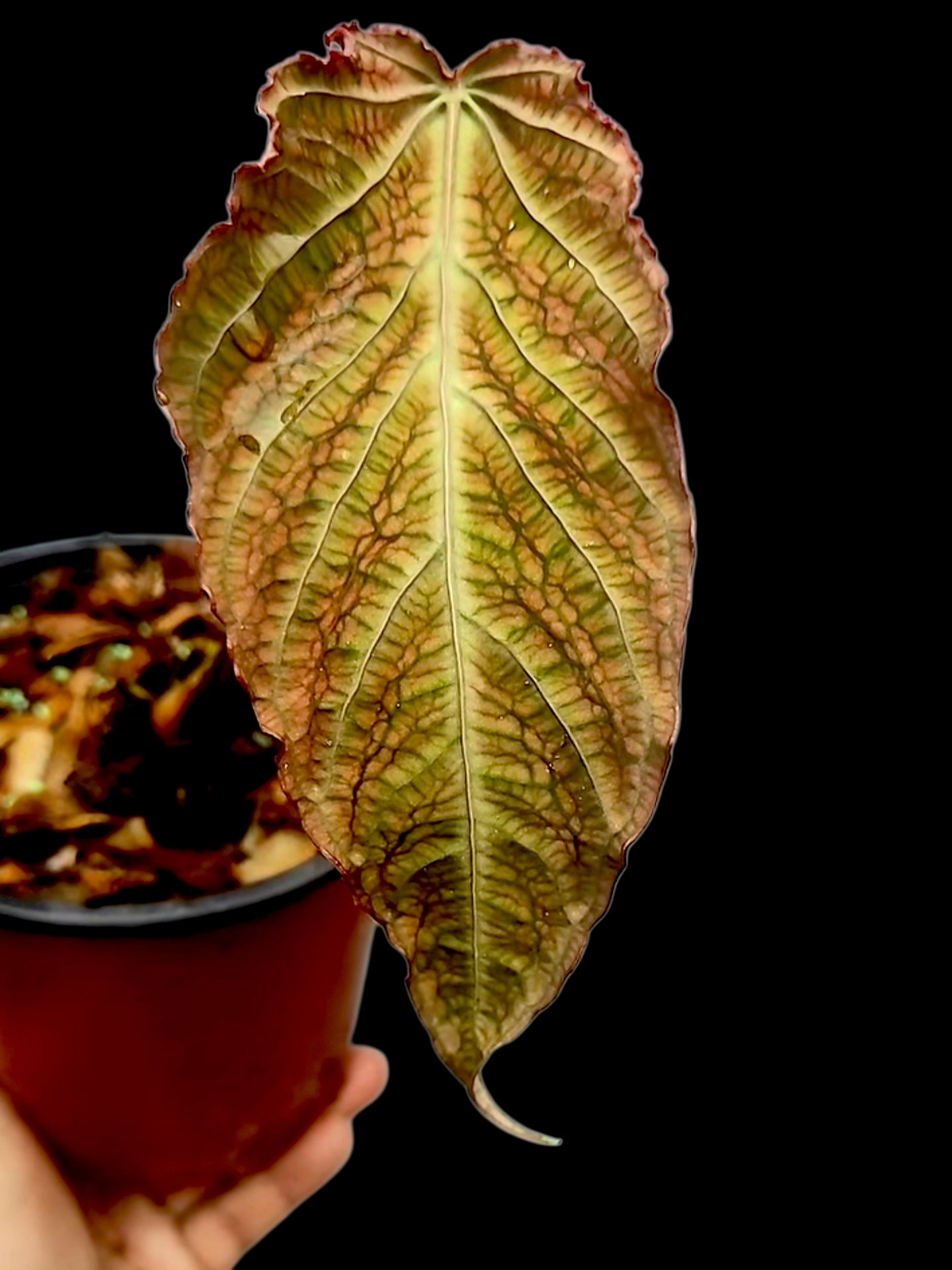 Anthurium sp. 'Andinum Lattice Crispus' Special Phenotype (EXACT PLANT)