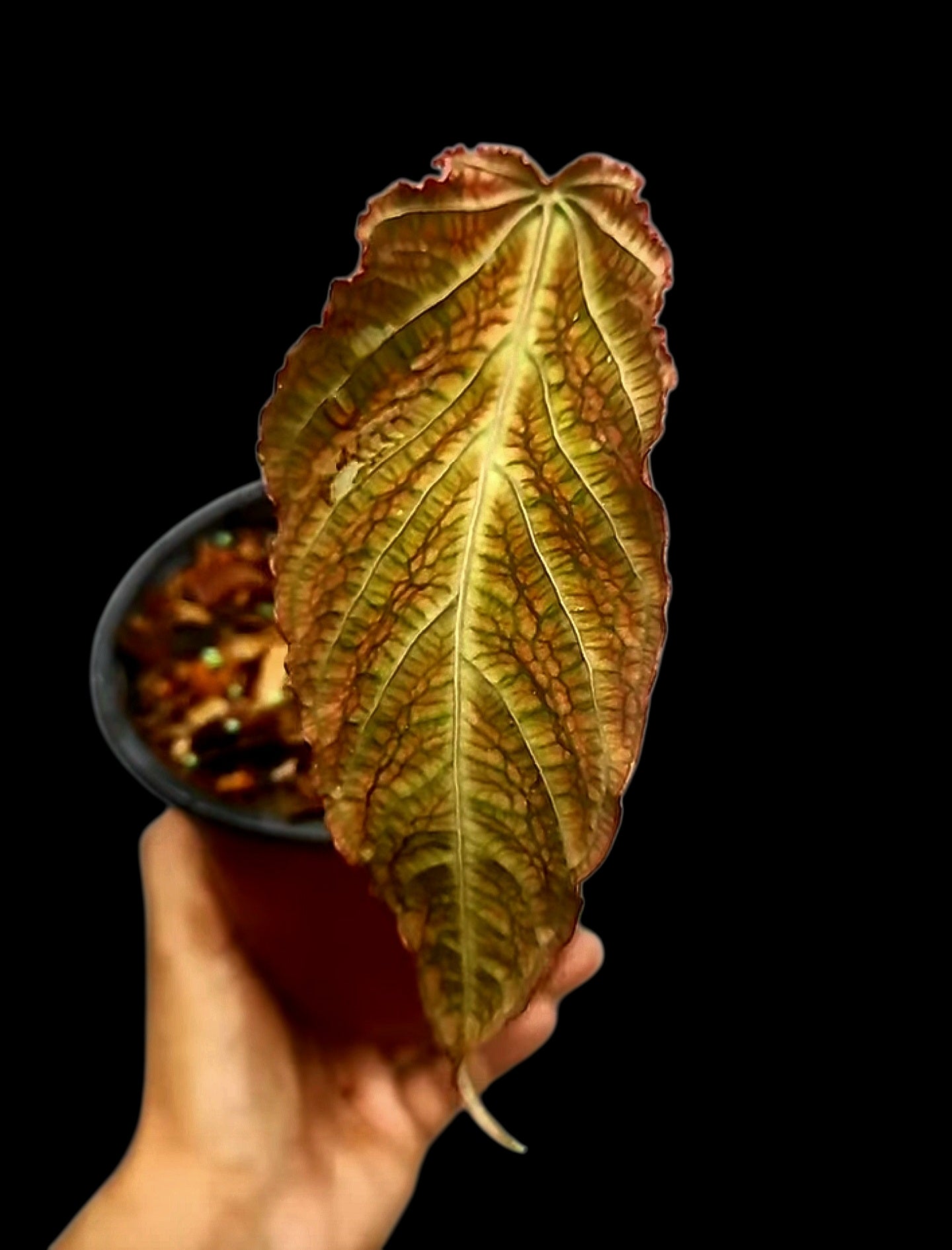 Anthurium – Amazon Plants Peru