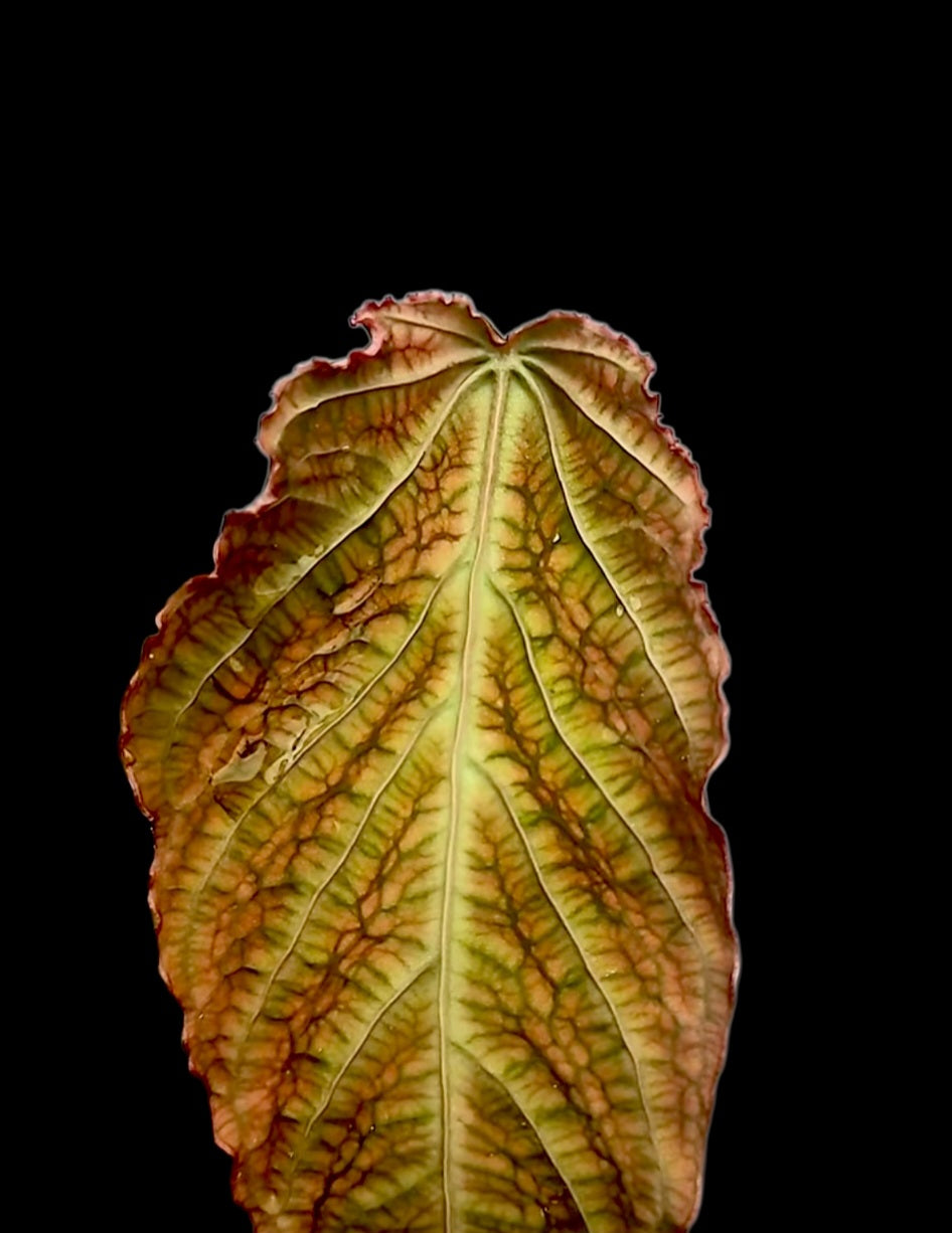 Anthurium sp. 'Andinum Lattice Crispus' Special Phenotype (EXACT PLANT)