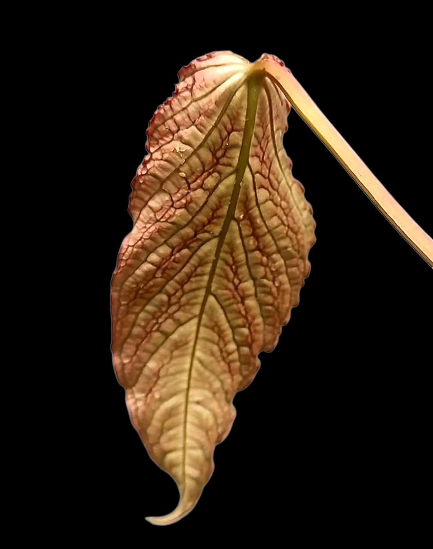 Anthurium sp. 'Andinum Lattice Crispus' Special Phenotype (EXACT PLANT)