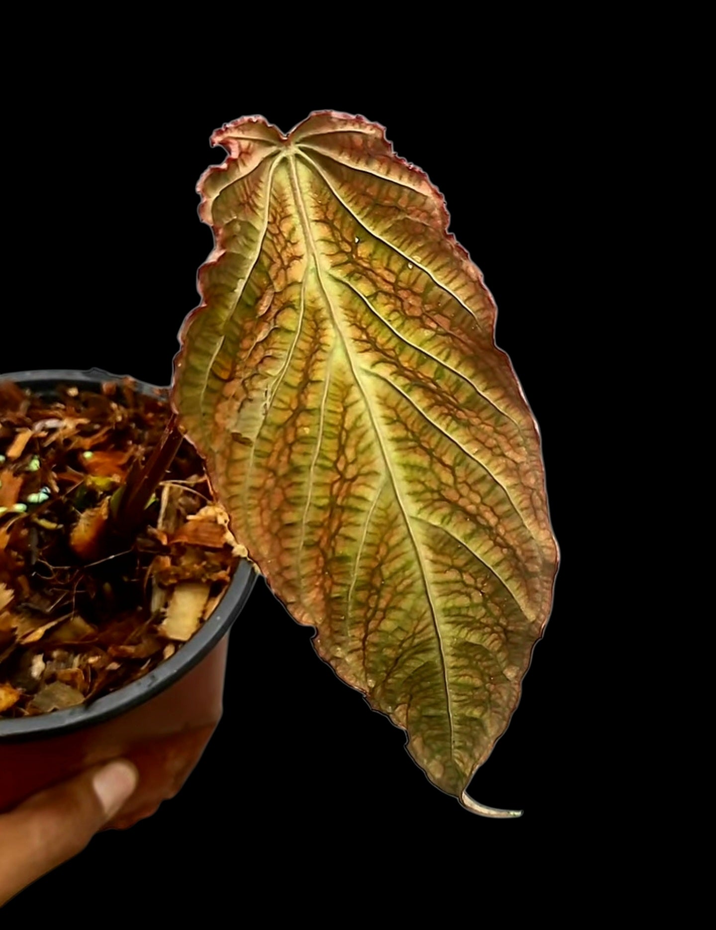 Anthurium sp. 'Andinum Lattice Crispus' Special Phenotype (EXACT PLANT)
