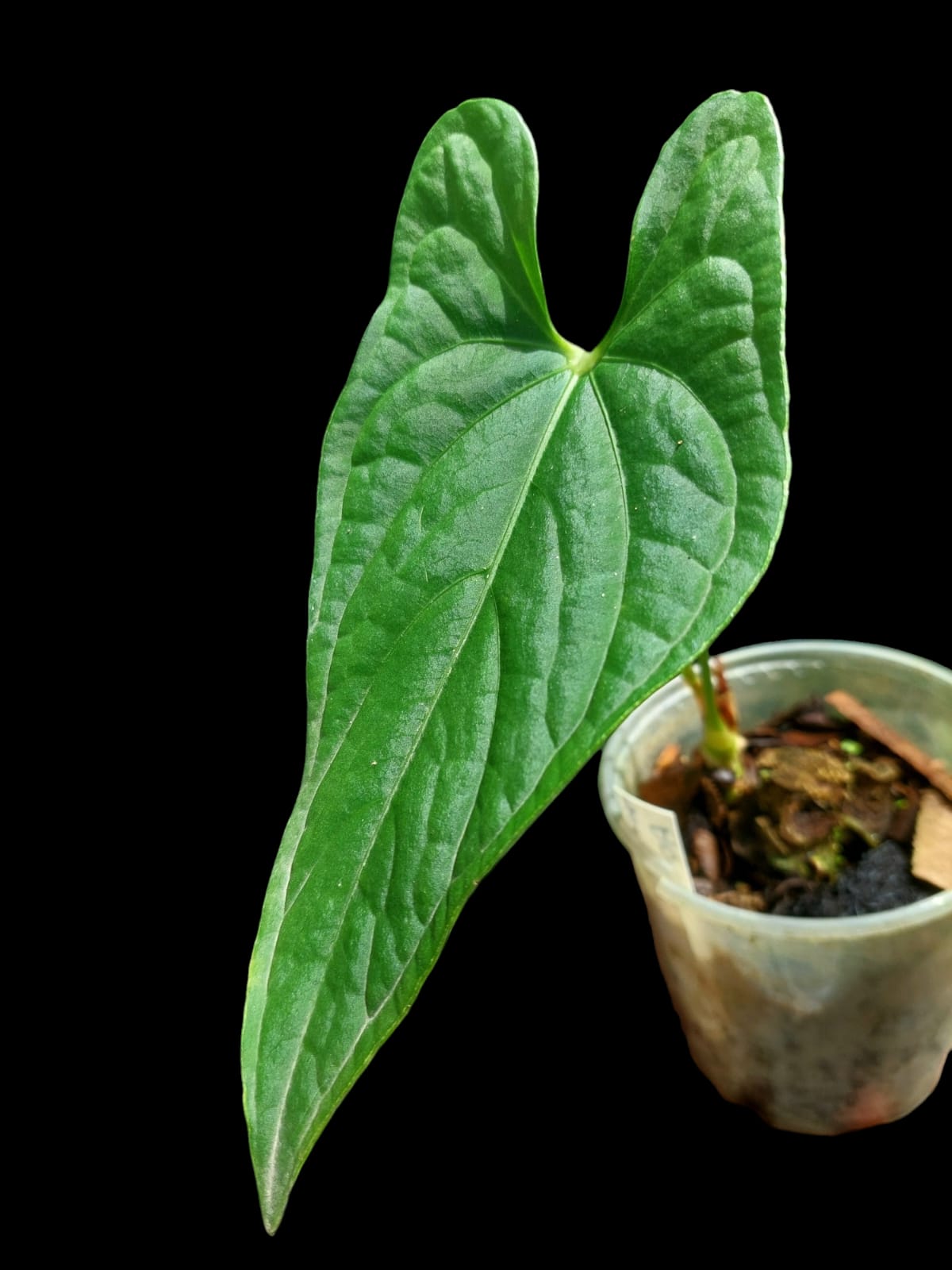 Anthurium sp. "Tarapoto Velvet" 3 Leaves Wild Ecotype (EXACT PLANT)