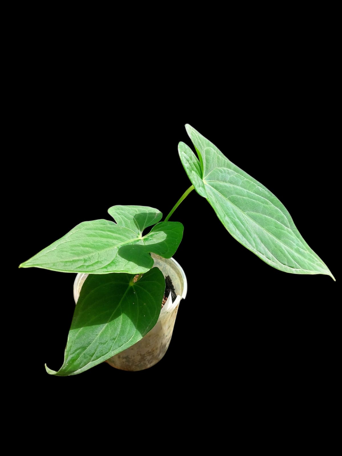 Anthurium sp. "Tarapoto Velvet" 3 Leaves Wild Ecotype (EXACT PLANT)