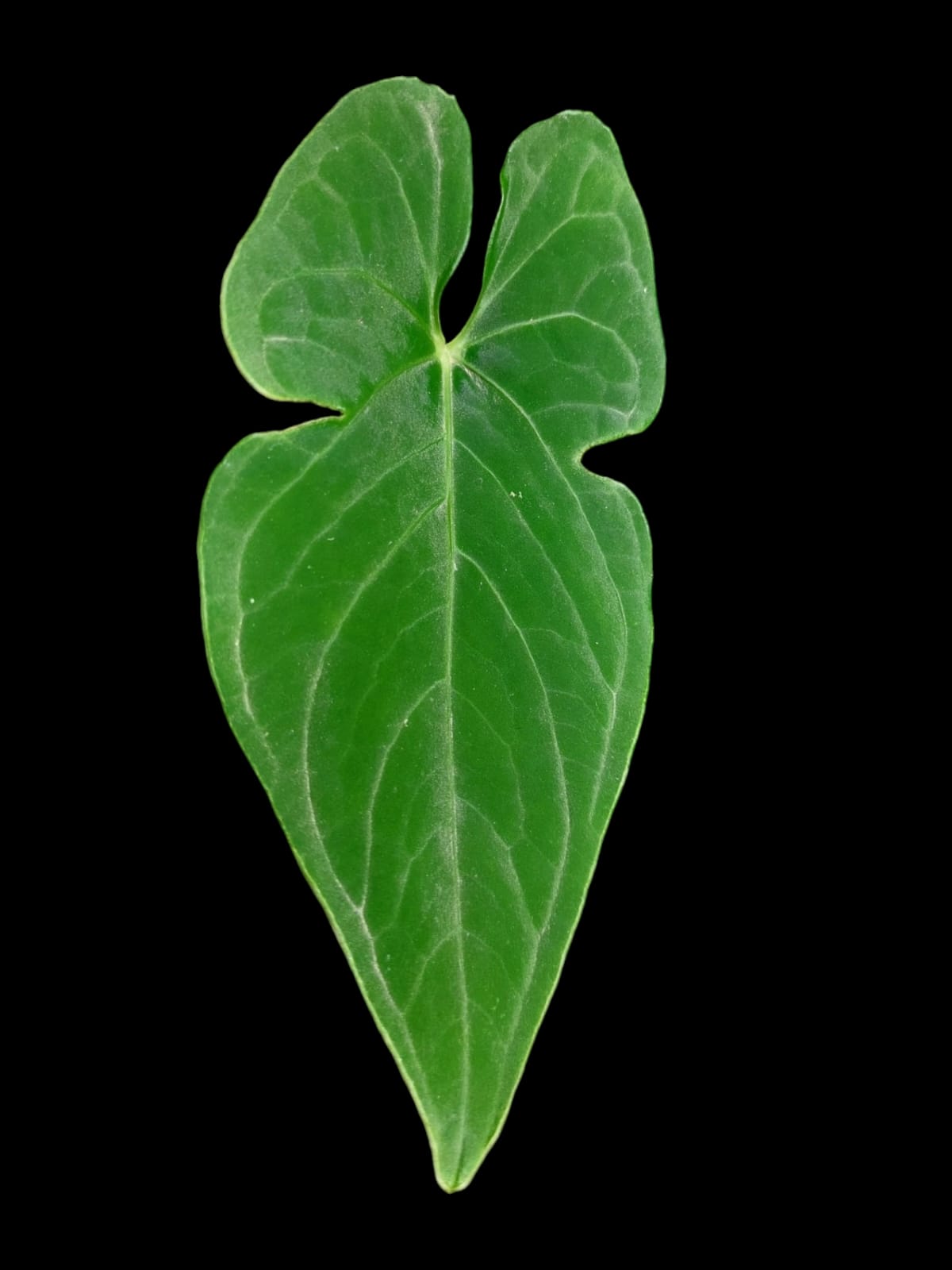Anthurium sp. "Tarapoto Velvet" 3 Leaves Wild Ecotype (EXACT PLANT)