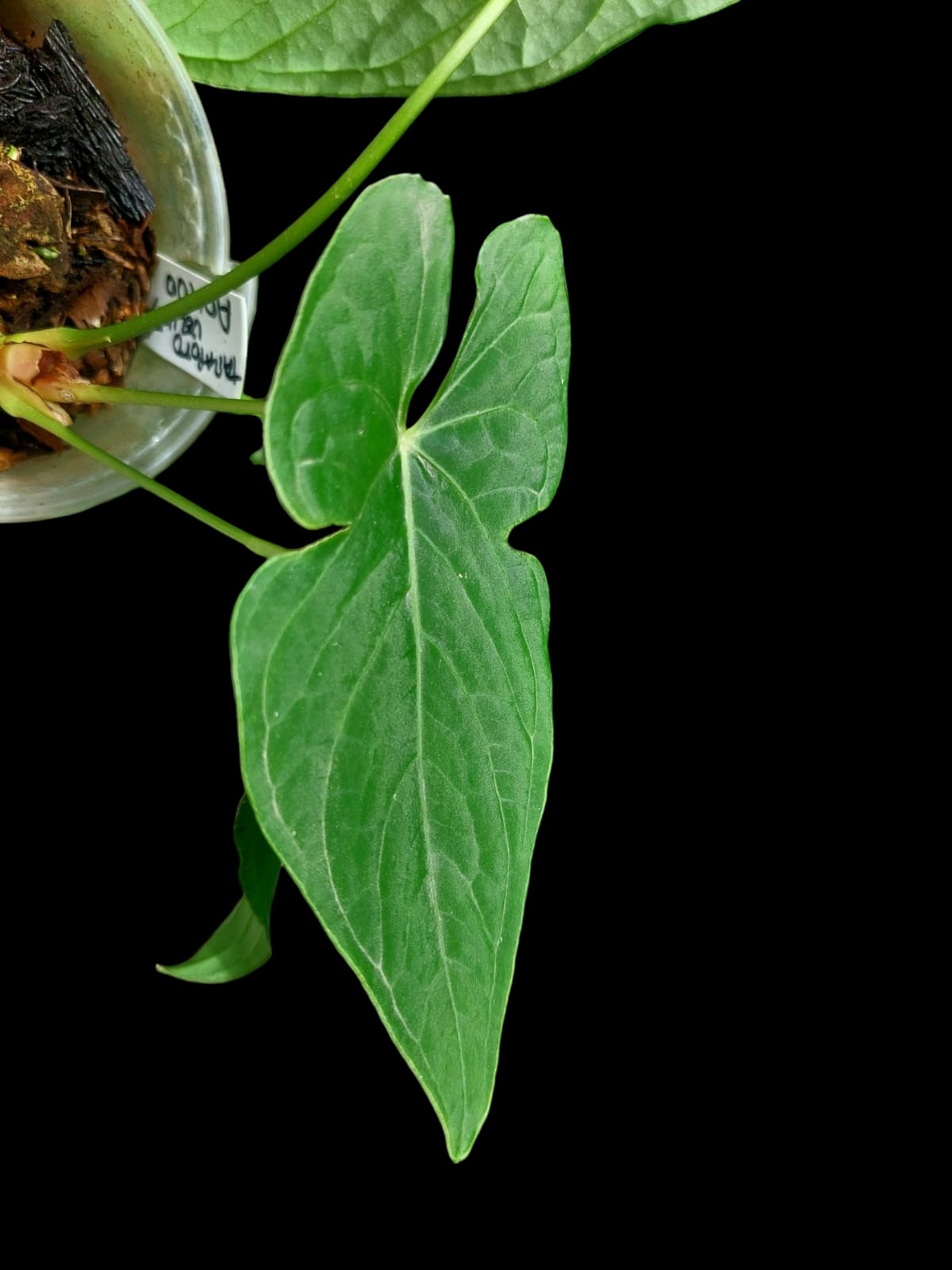 Anthurium sp. "Tarapoto Velvet" 3 Leaves Wild Ecotype (EXACT PLANT)