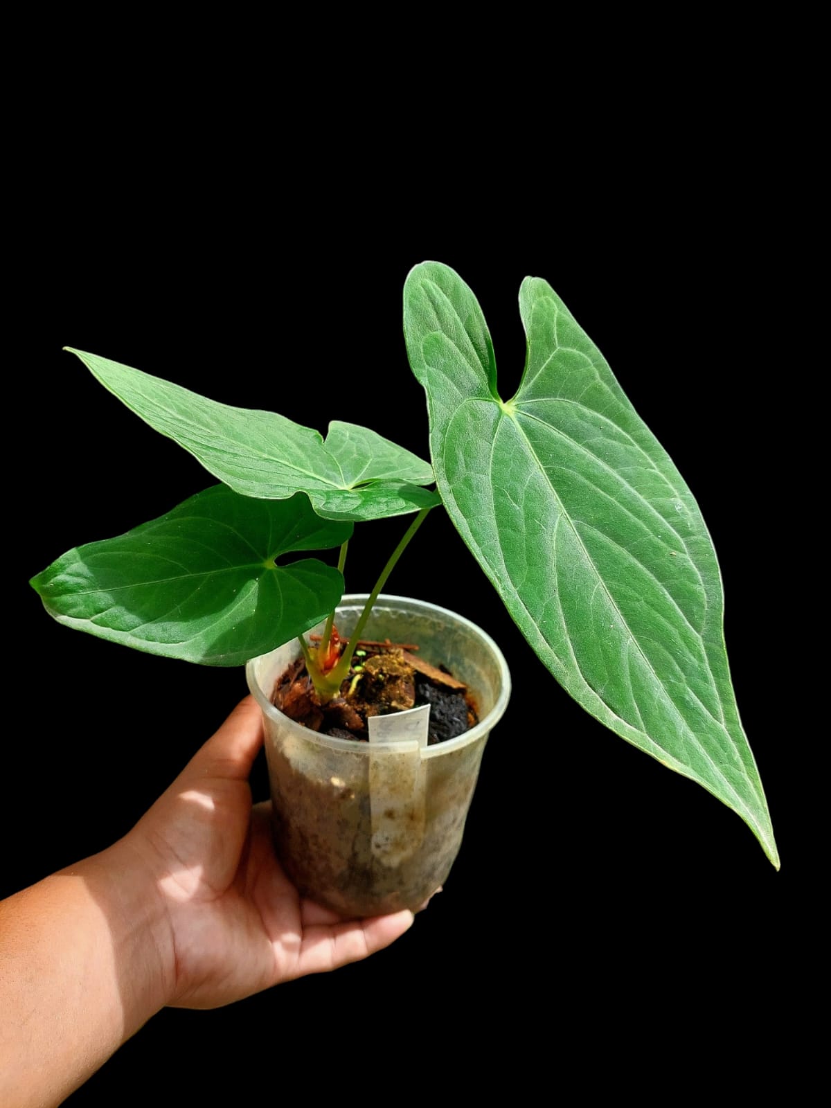 Anthurium sp. "Tarapoto Velvet" 3 Leaves Wild Ecotype (EXACT PLANT)