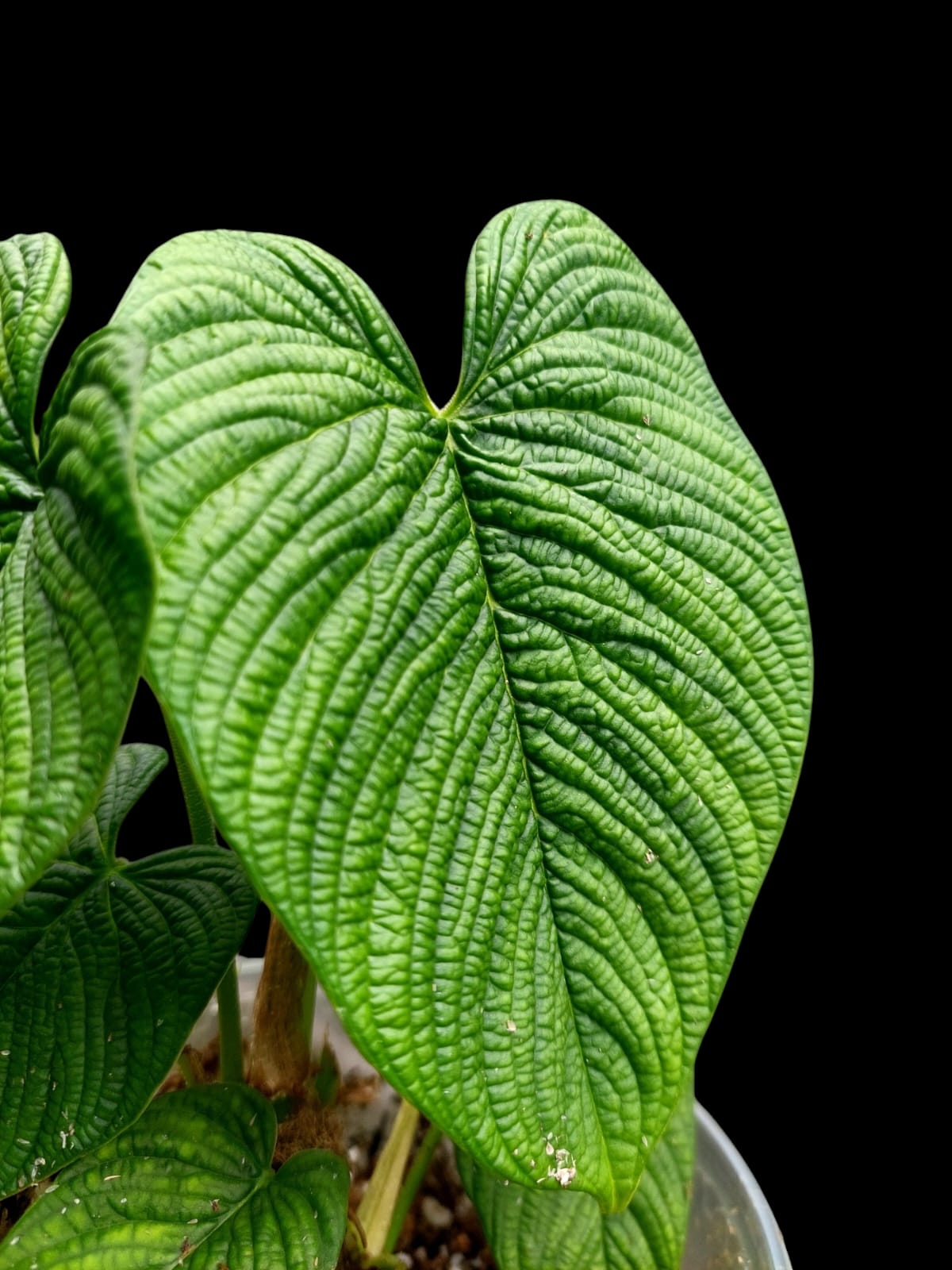 Philodendron Lynnhannoniae (EXACT PLANT)