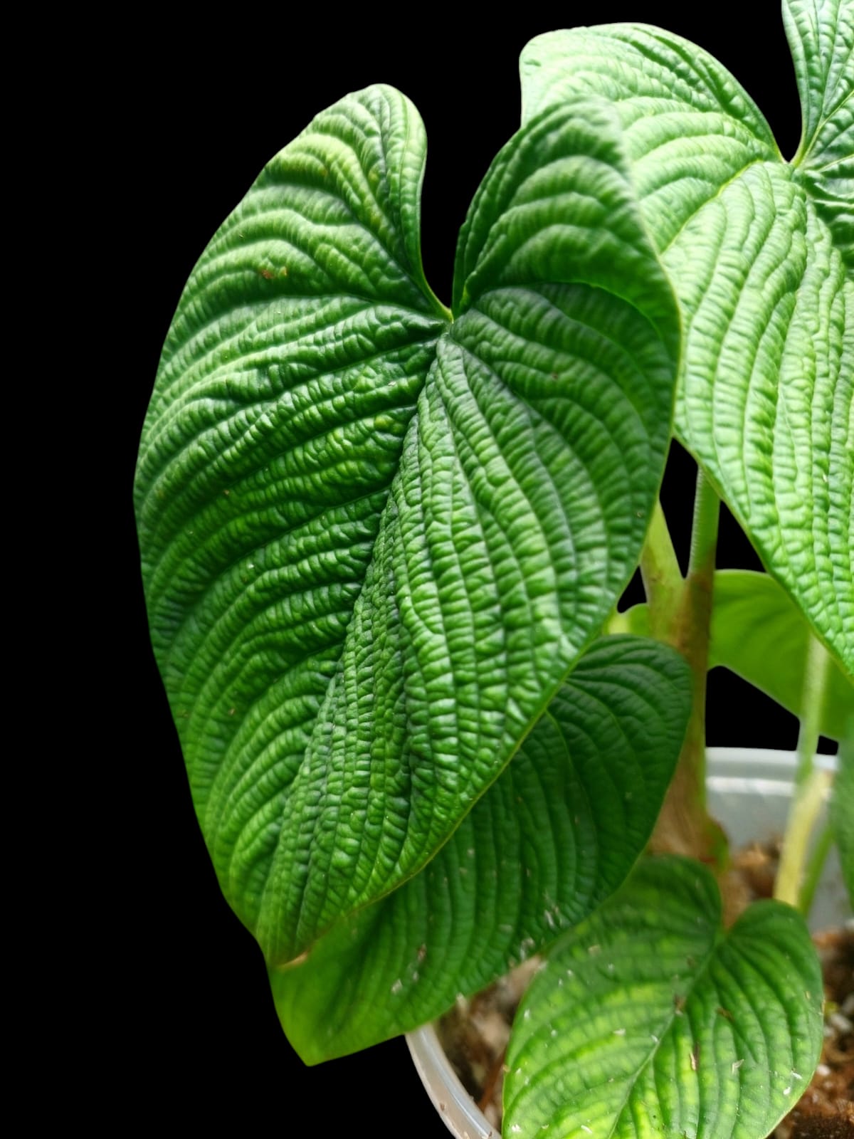 Philodendron Lynnhannoniae (EXACT PLANT)