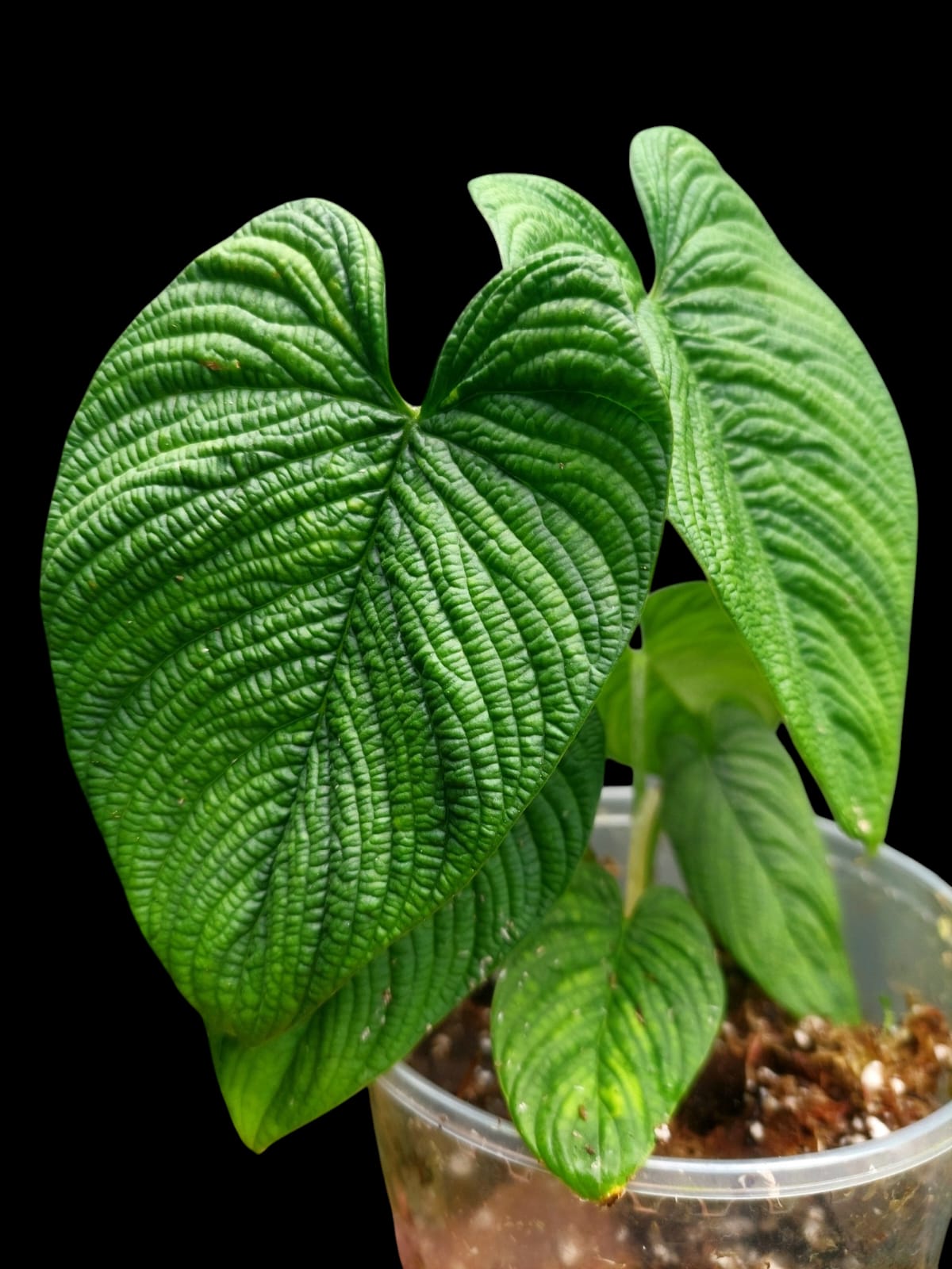 Philodendron Lynnhannoniae (EXACT PLANT)