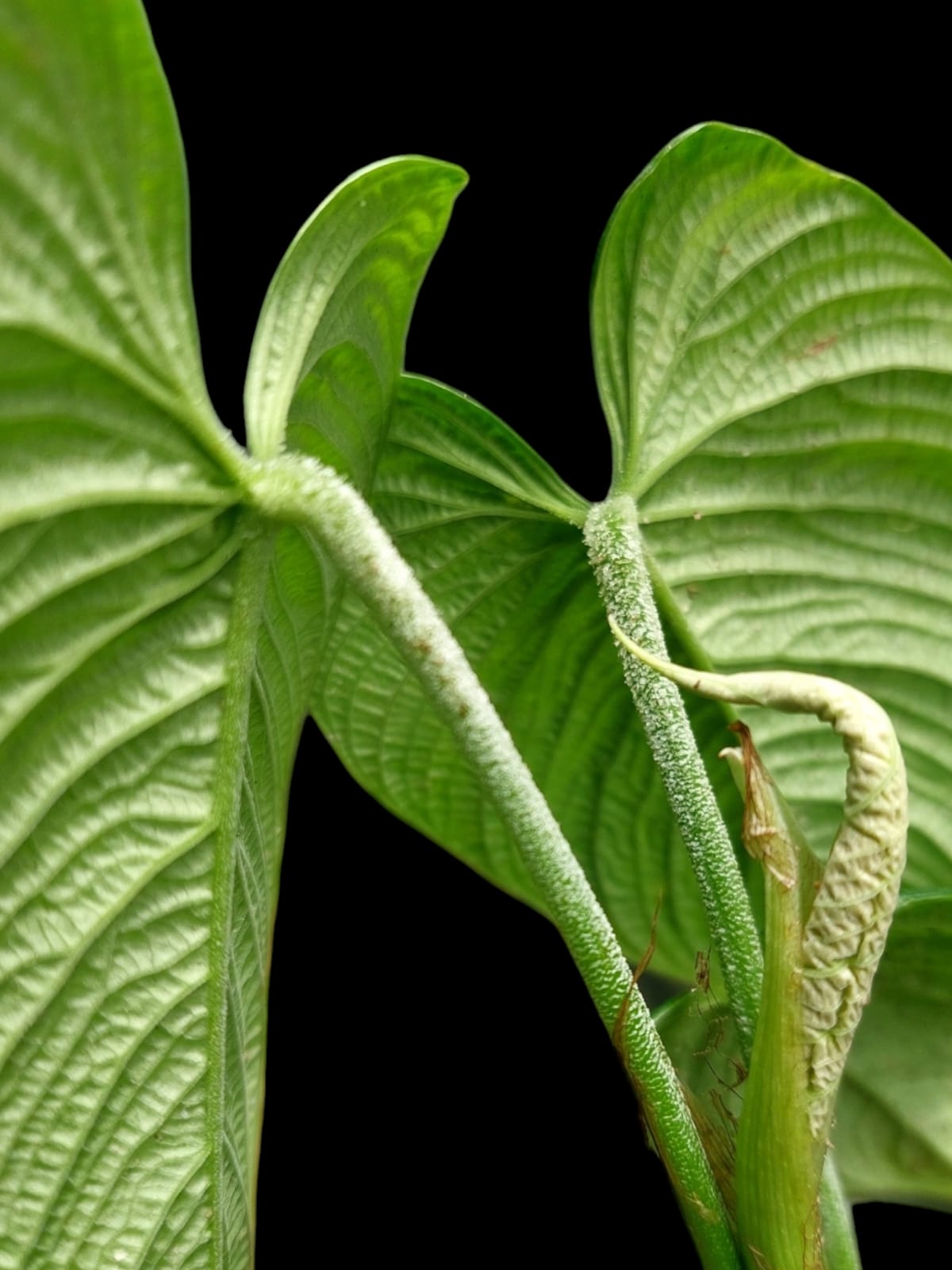 Philodendron Lynnhannoniae (EXACT PLANT)
