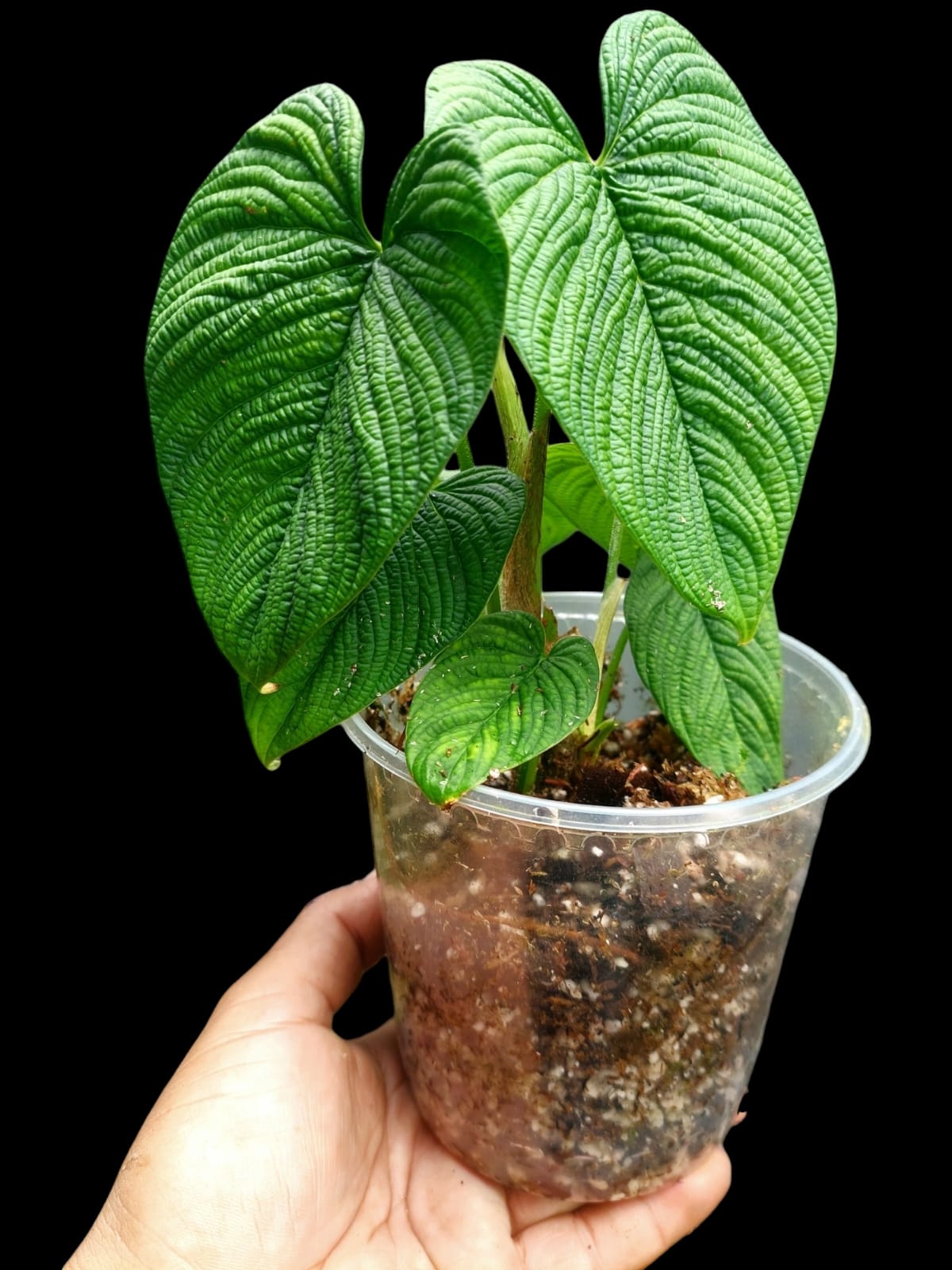 Philodendron Lynnhannoniae (EXACT PLANT)