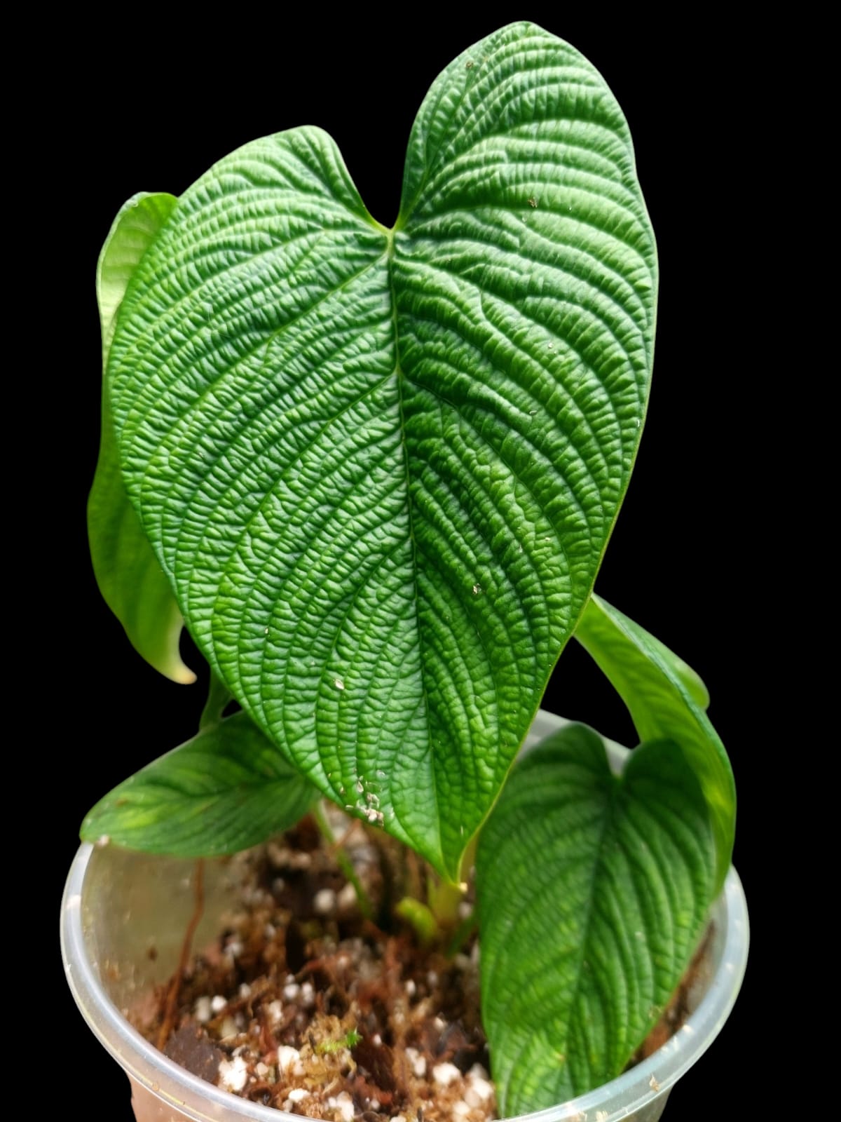 Philodendron Lynnhannoniae (EXACT PLANT)