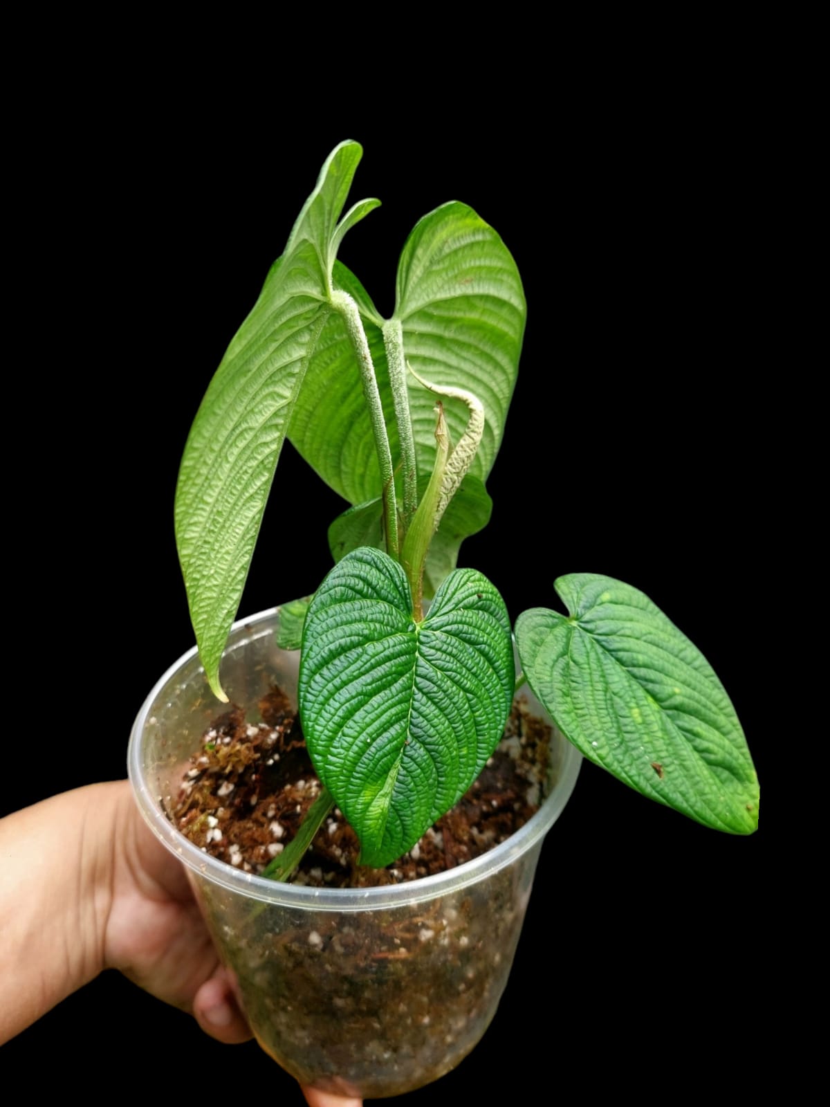 Philodendron Lynnhannoniae (EXACT PLANT)