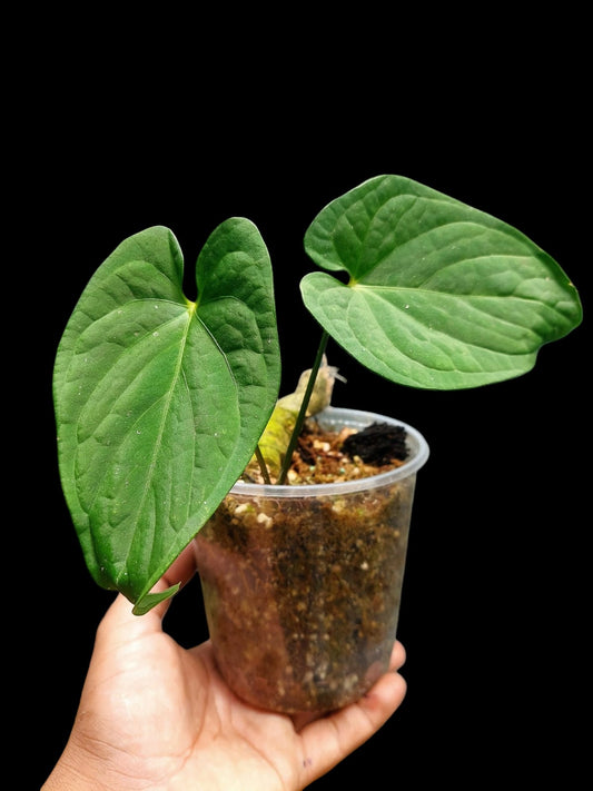 Anthurium sp. "Tarapoto Velvet" 2 Leaves (EXACT PLANT)