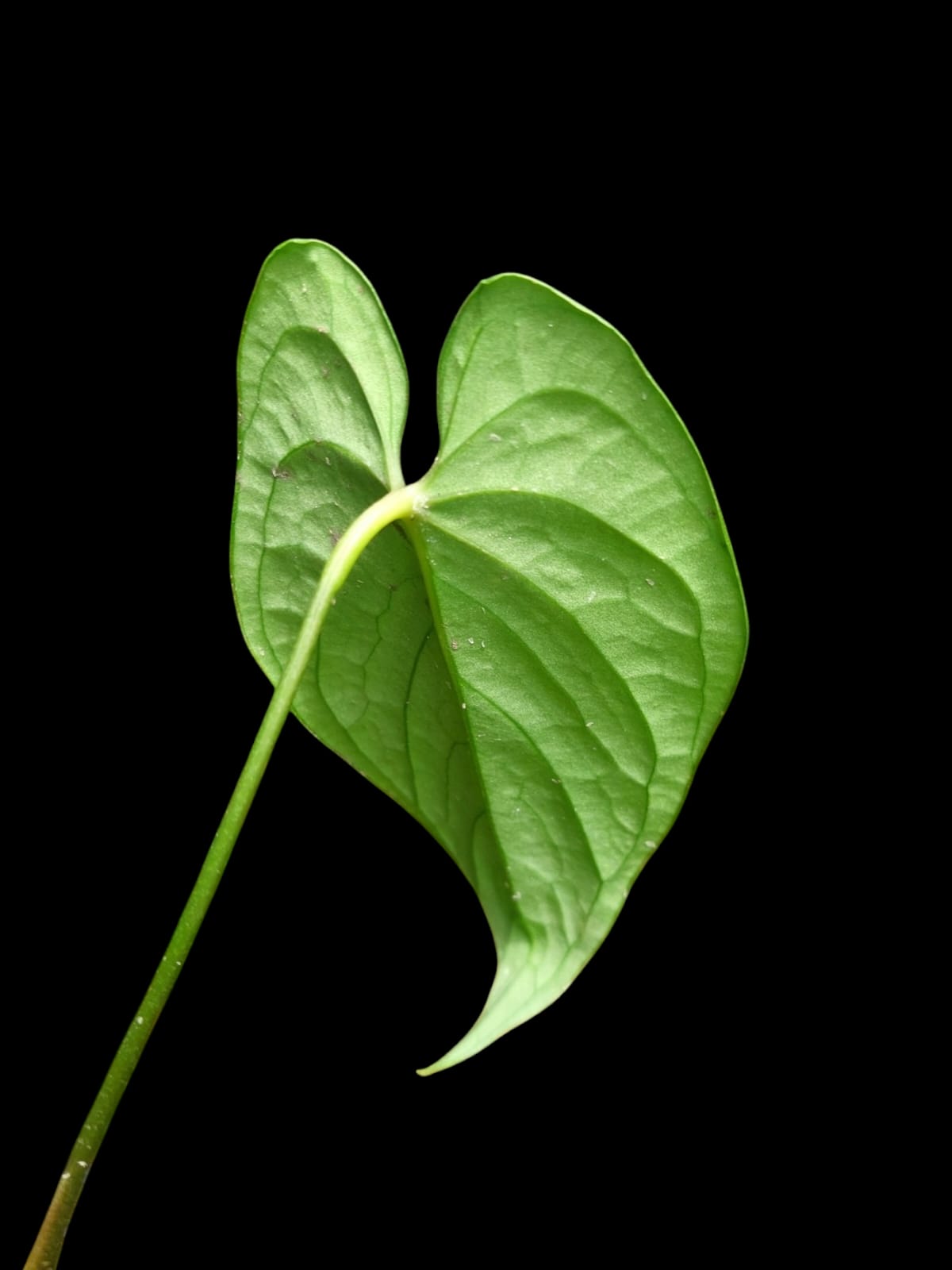 Anthurium sp. "Tarapoto Velvet" 2 Leaves (EXACT PLANT)