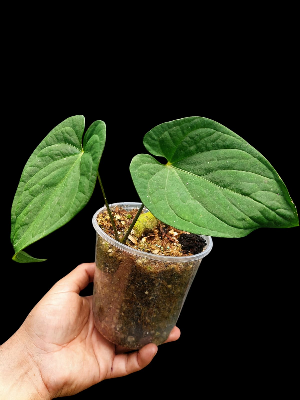 Anthurium sp. "Tarapoto Velvet" 2 Leaves (EXACT PLANT)