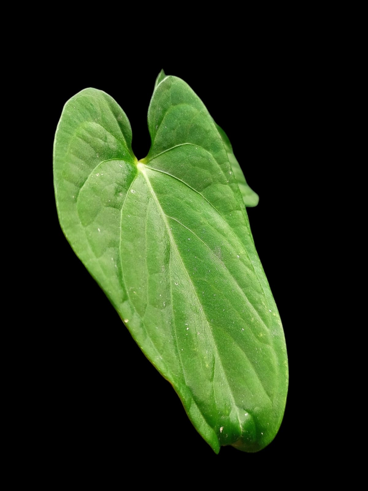 Anthurium sp. "Tarapoto Velvet" 2 Leaves (EXACT PLANT)