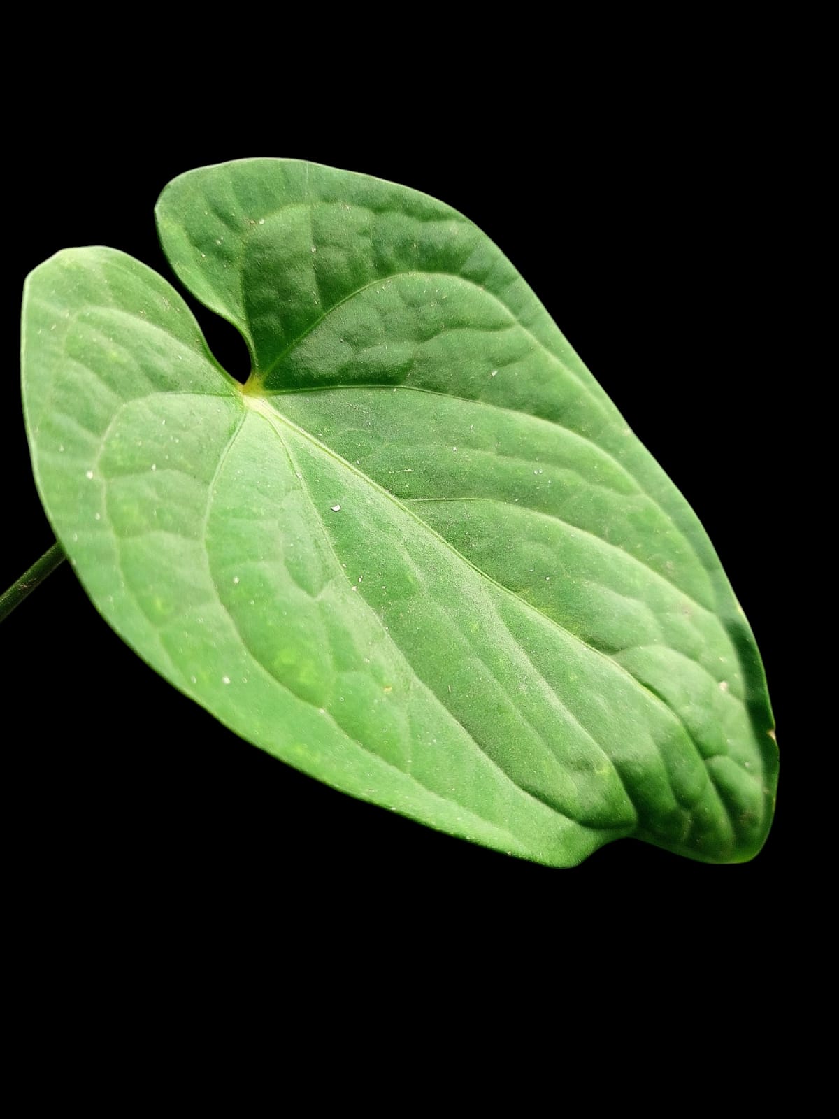 Anthurium sp. "Tarapoto Velvet" 2 Leaves (EXACT PLANT)