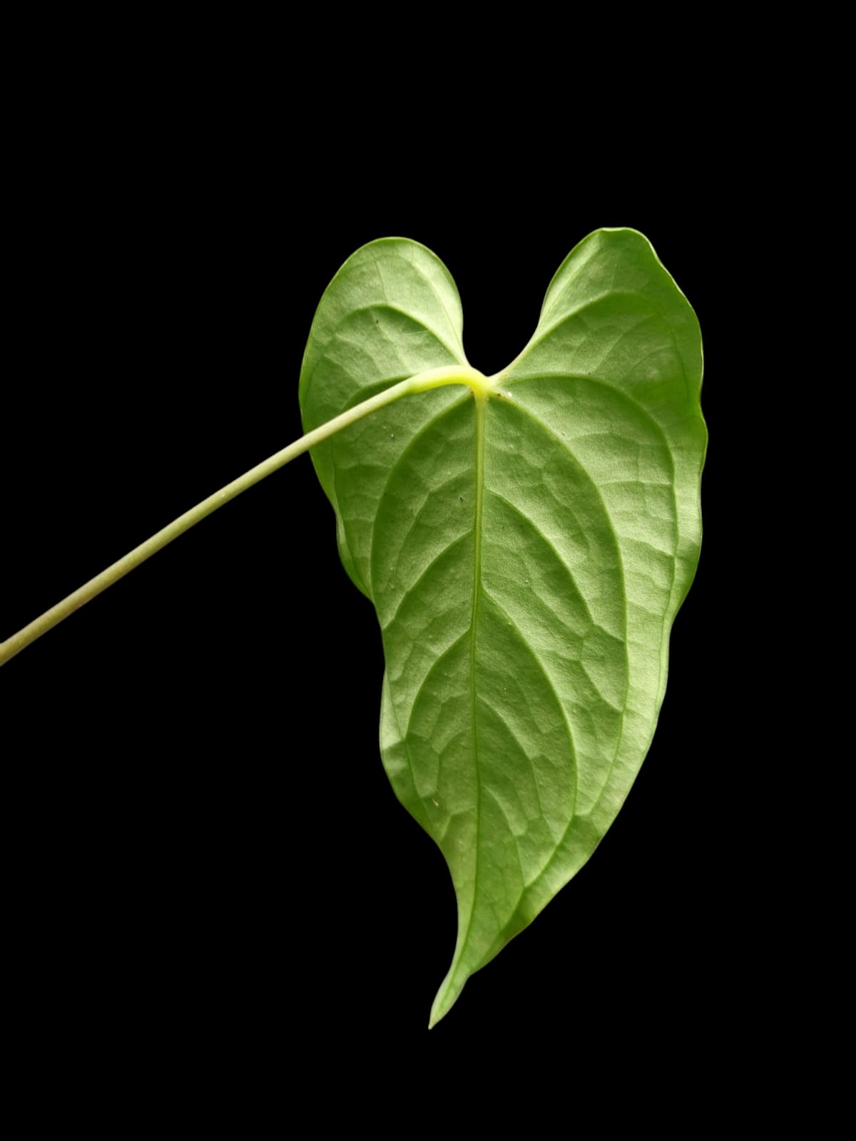 Anthurium sp. "Tarapoto Velvet" Wild Ecotype (EXACT PLANT)