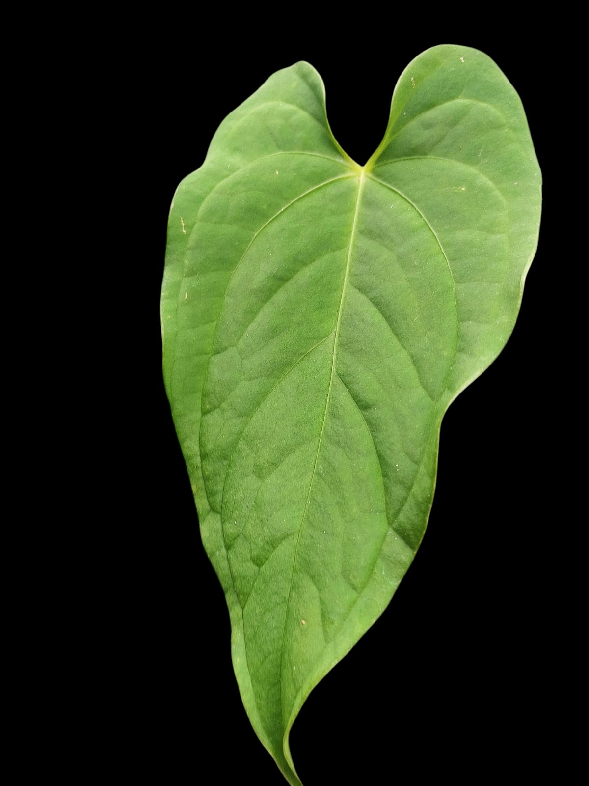 Anthurium sp. "Tarapoto Velvet" Wild Ecotype (EXACT PLANT)