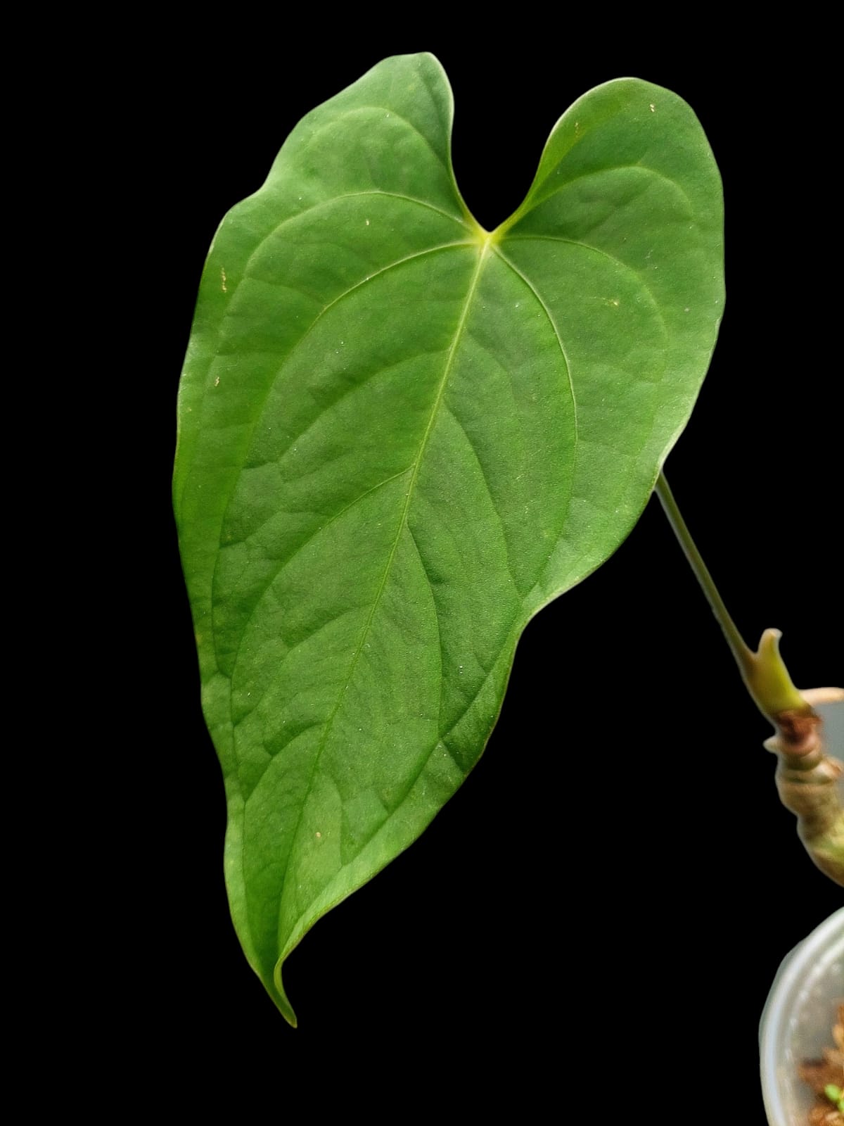 Anthurium sp. "Tarapoto Velvet" Wild Ecotype (EXACT PLANT)