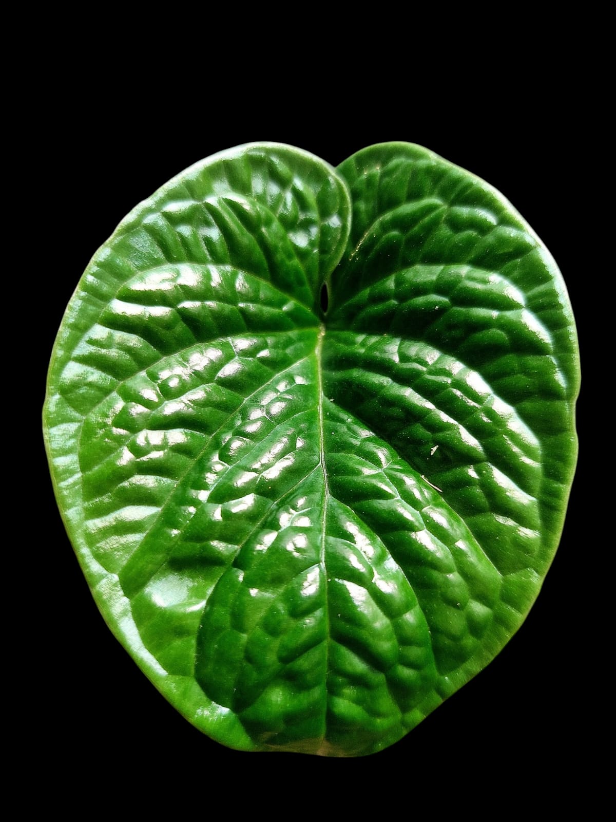 Anthurium Nutibarense Wild Ecotype (EXACT PLANT)