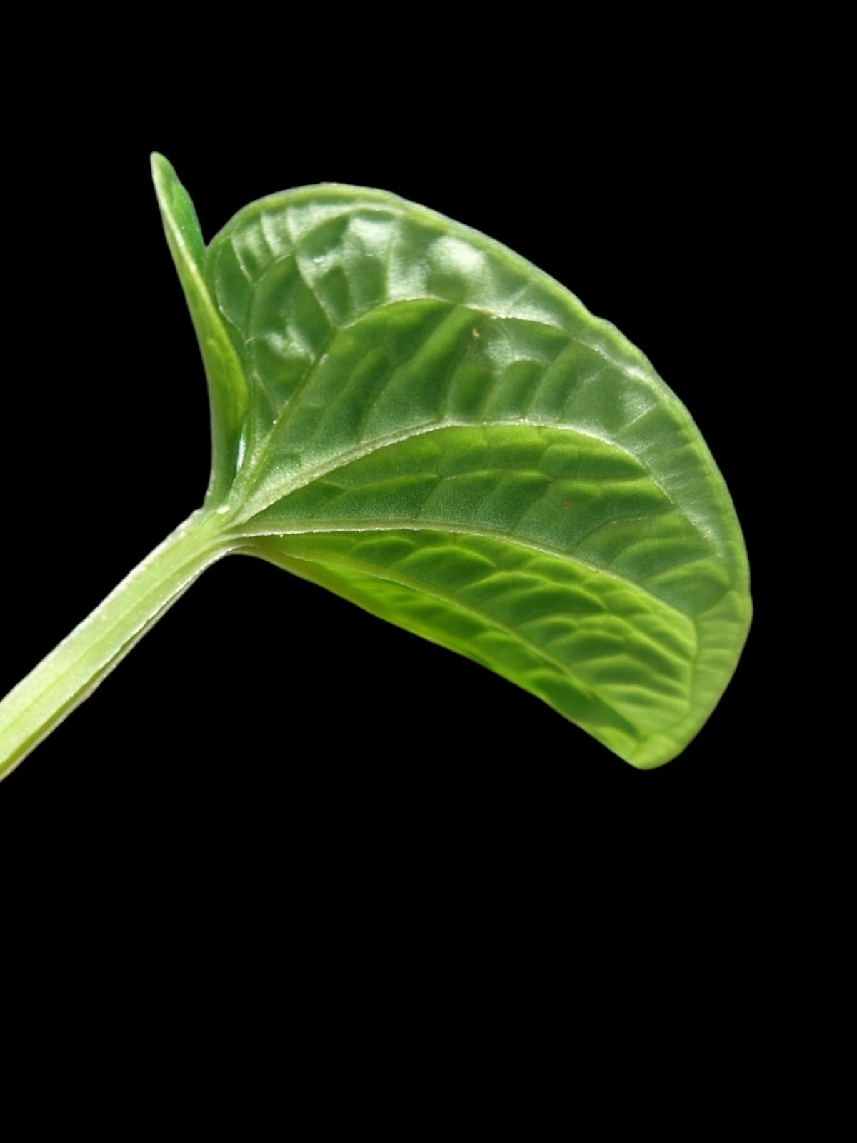 Anthurium Nutibarense Wild Ecotype (EXACT PLANT)