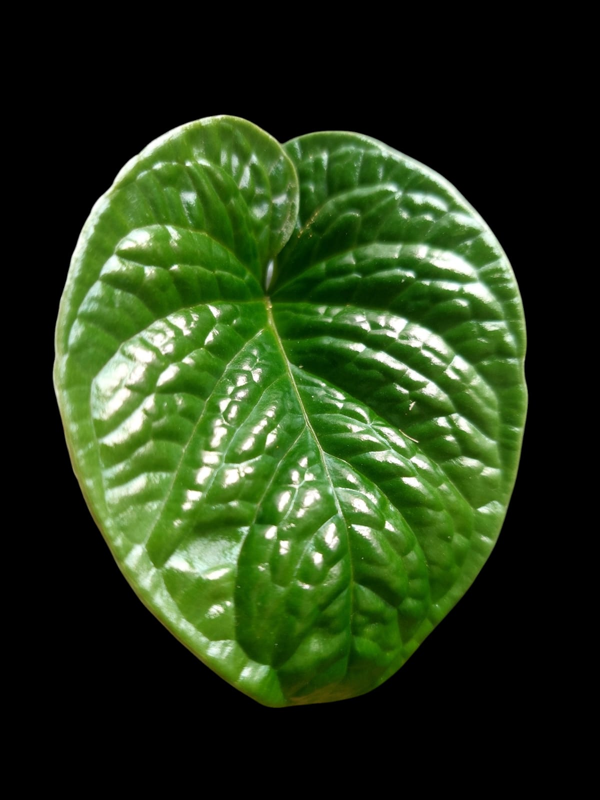 Anthurium Nutibarense Wild Ecotype (EXACT PLANT)