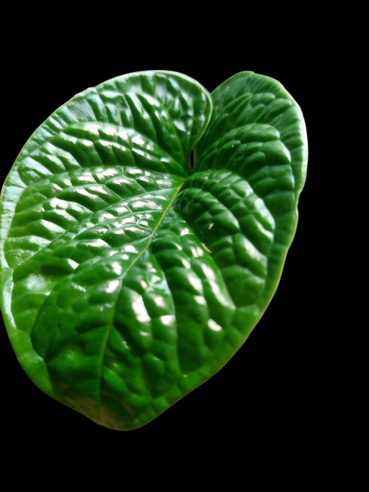 Anthurium Nutibarense Wild Ecotype (EXACT PLANT)