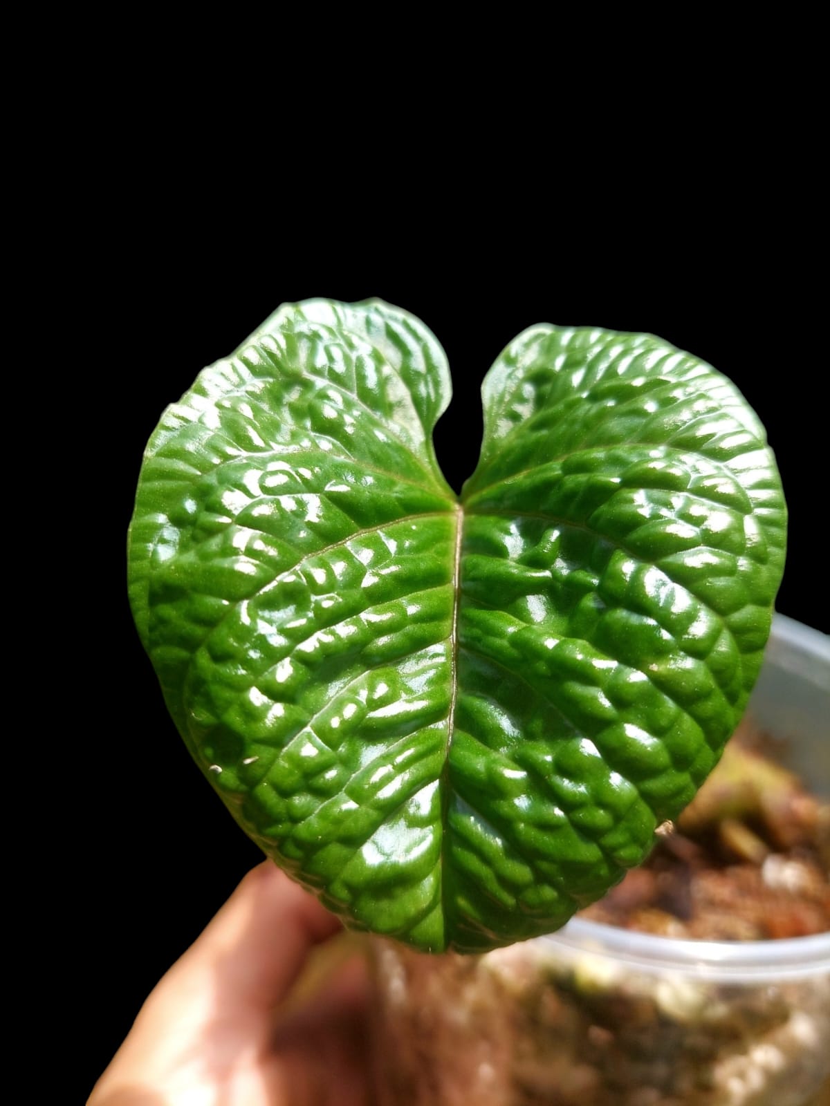 Anthurium Nutibarense Wild Ecotype (EXACT PLANT)
