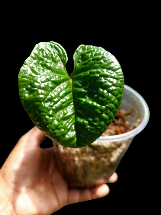 Anthurium Nutibarense Wild Ecotype (EXACT PLANT)