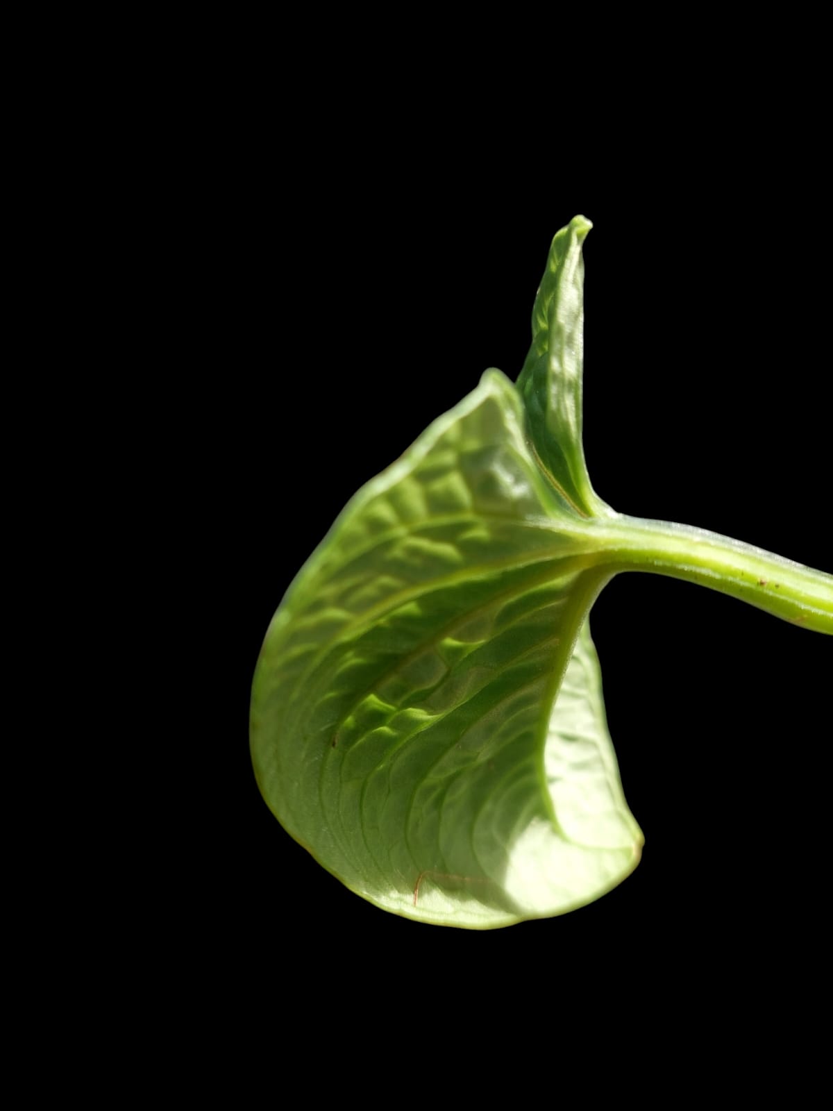 Anthurium Nutibarense Wild Ecotype (EXACT PLANT)