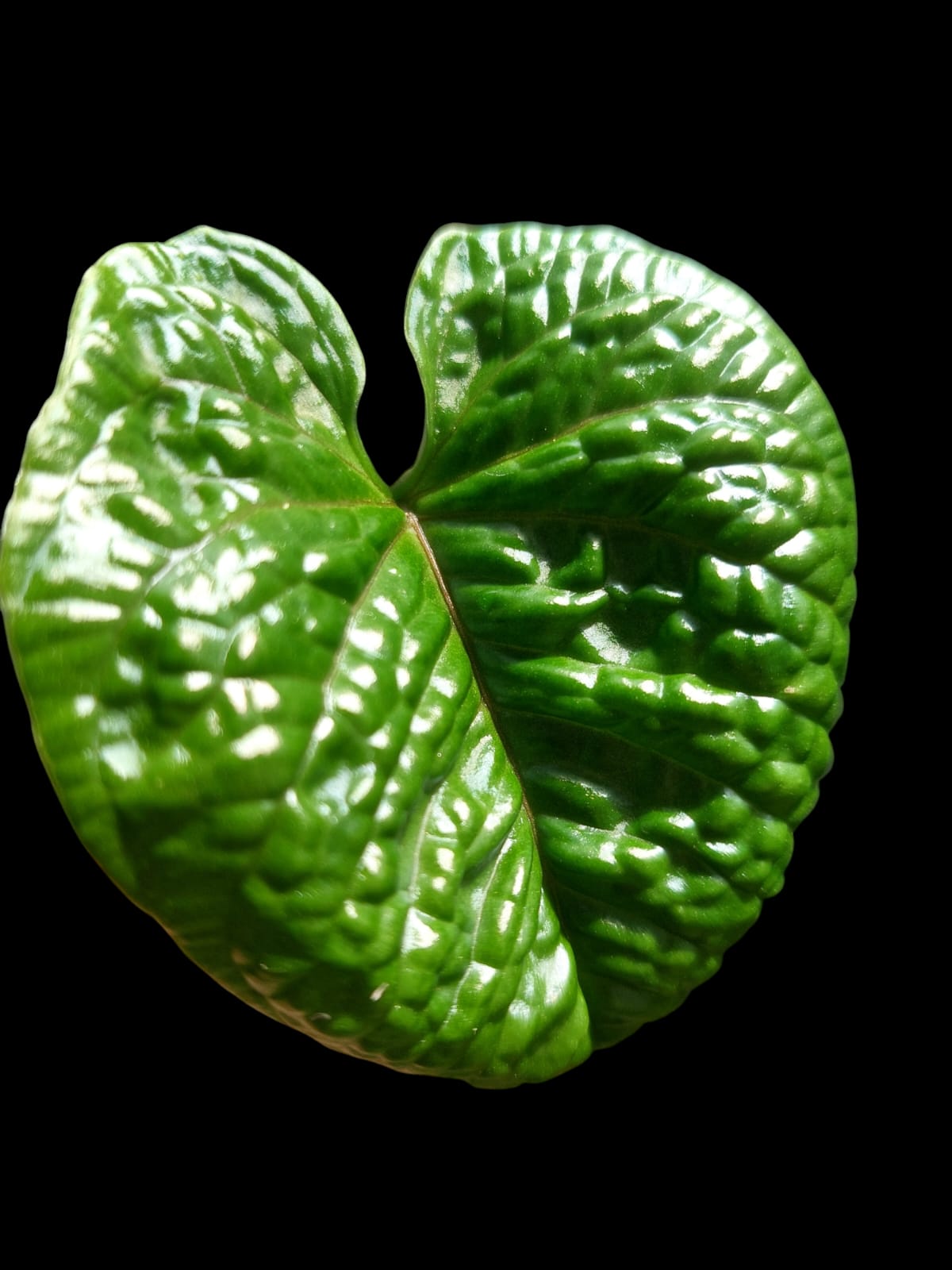 Anthurium Nutibarense Wild Ecotype (EXACT PLANT)