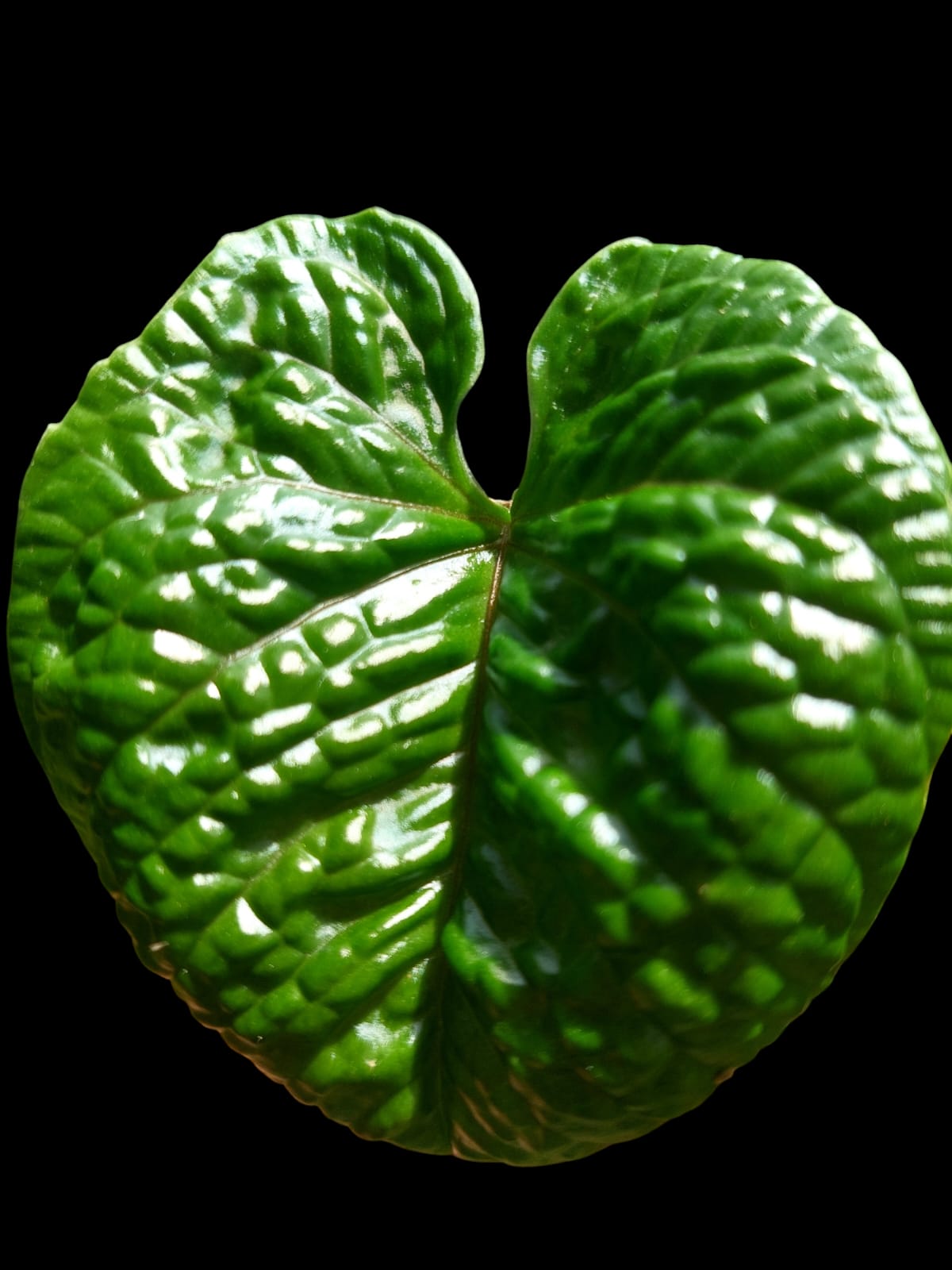 Anthurium Nutibarense Wild Ecotype (EXACT PLANT)