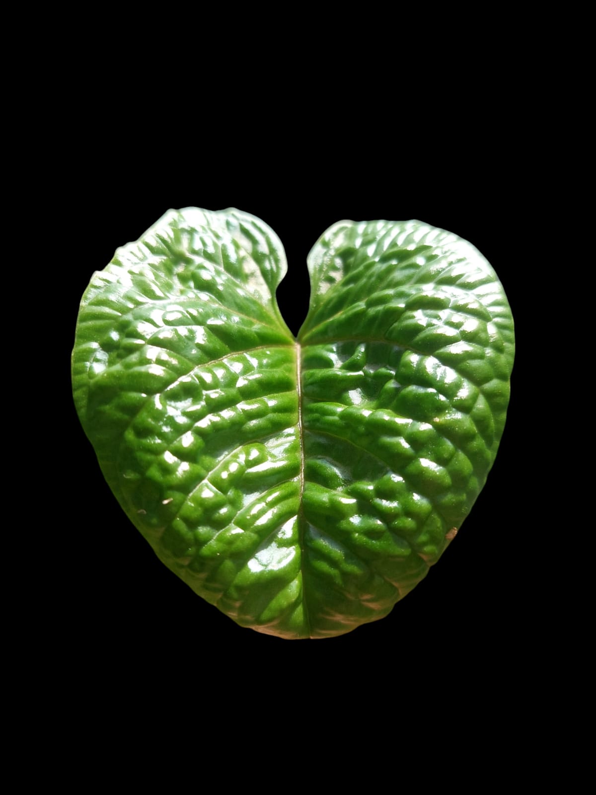 Anthurium Nutibarense Wild Ecotype (EXACT PLANT)