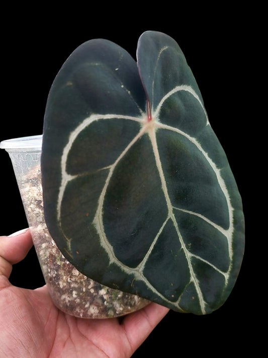 Anthurium Carlablackiae Wild Ecotype (EXACT PLANT)