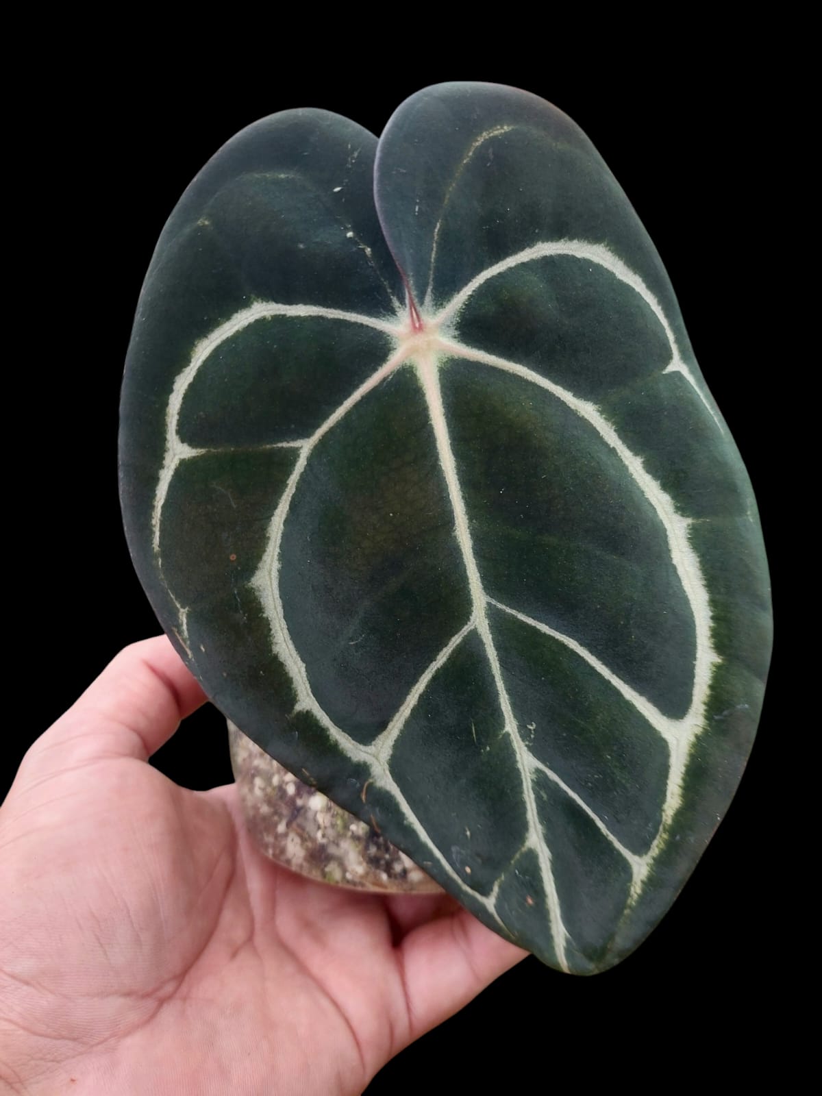Anthurium Carlablackiae Wild Ecotype (EXACT PLANT)