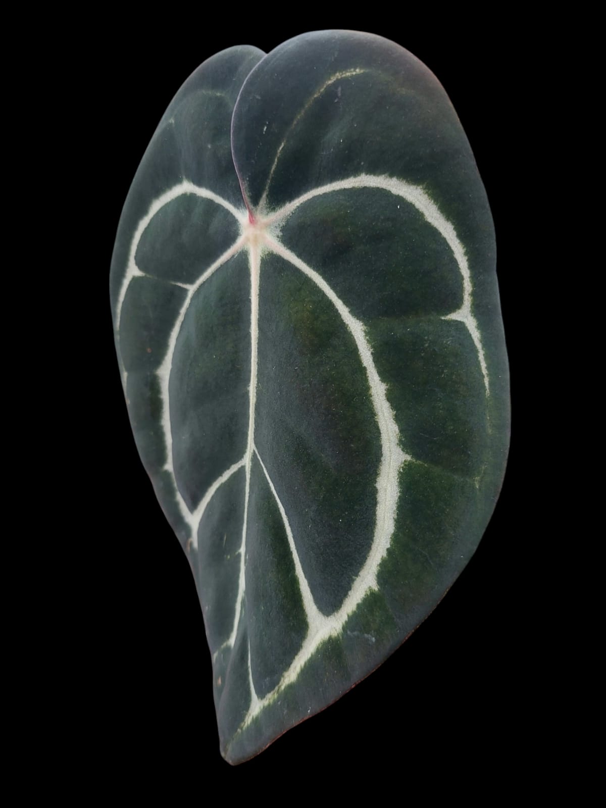 Anthurium Carlablackiae Wild Ecotype (EXACT PLANT)