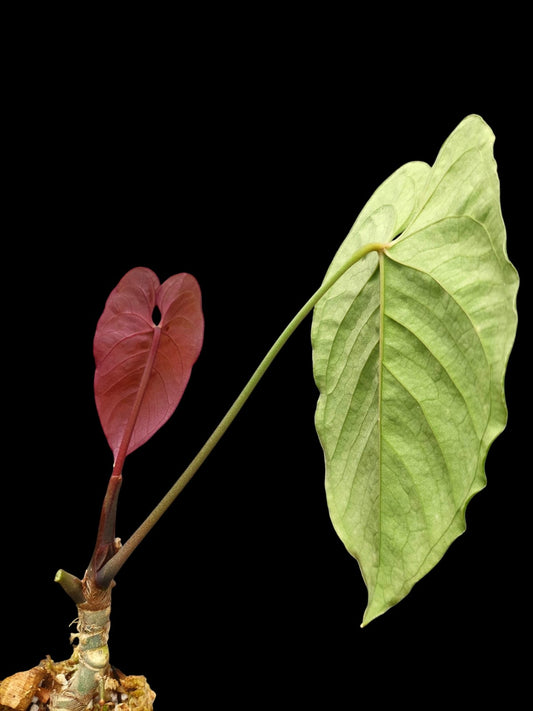 Anthurium Sp. 'Purple' (EXACT PLANT)