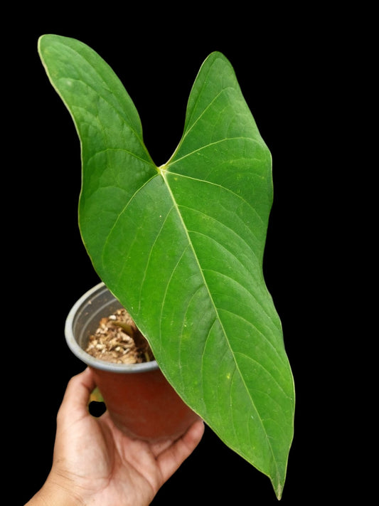 Anthurium sp. 'Huanuco Velvet' (EXACT PLANT)