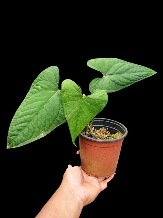Anthurium sp. "Tarapoto Velvet" with 3 Leaves (EXACT PLANT)