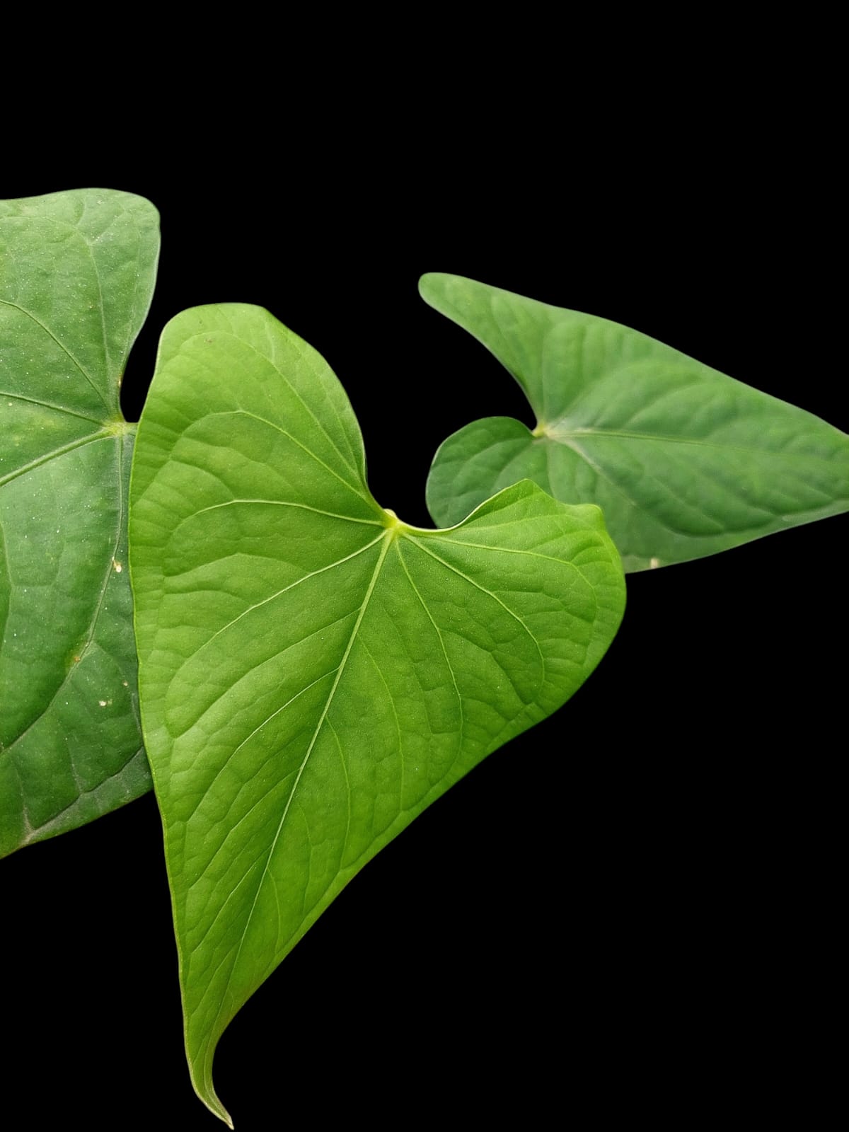 Anthurium sp. "Tarapoto Velvet" with 3 Leaves (EXACT PLANT)